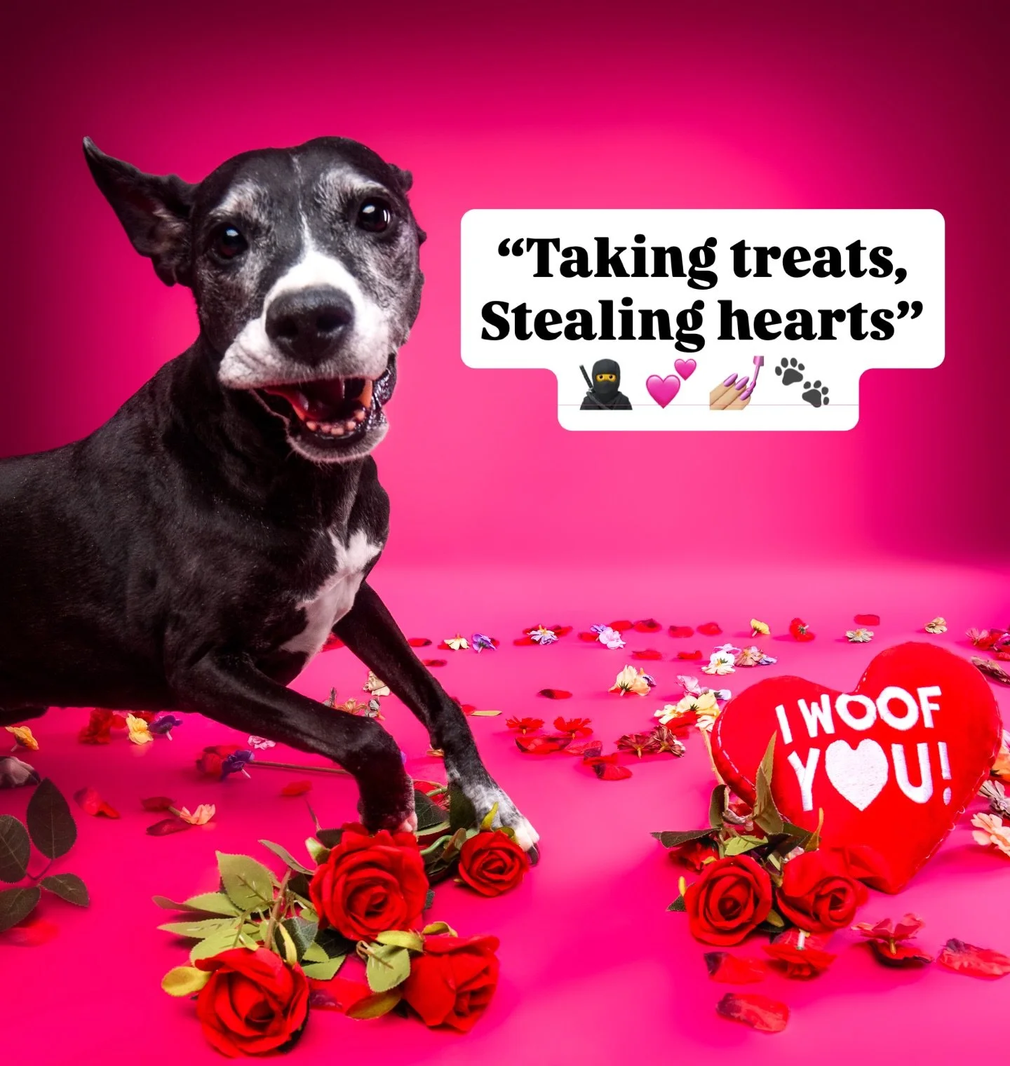 ⚠️ Caution ⚠️ - this girl will rob you blind. 🥷 🐾