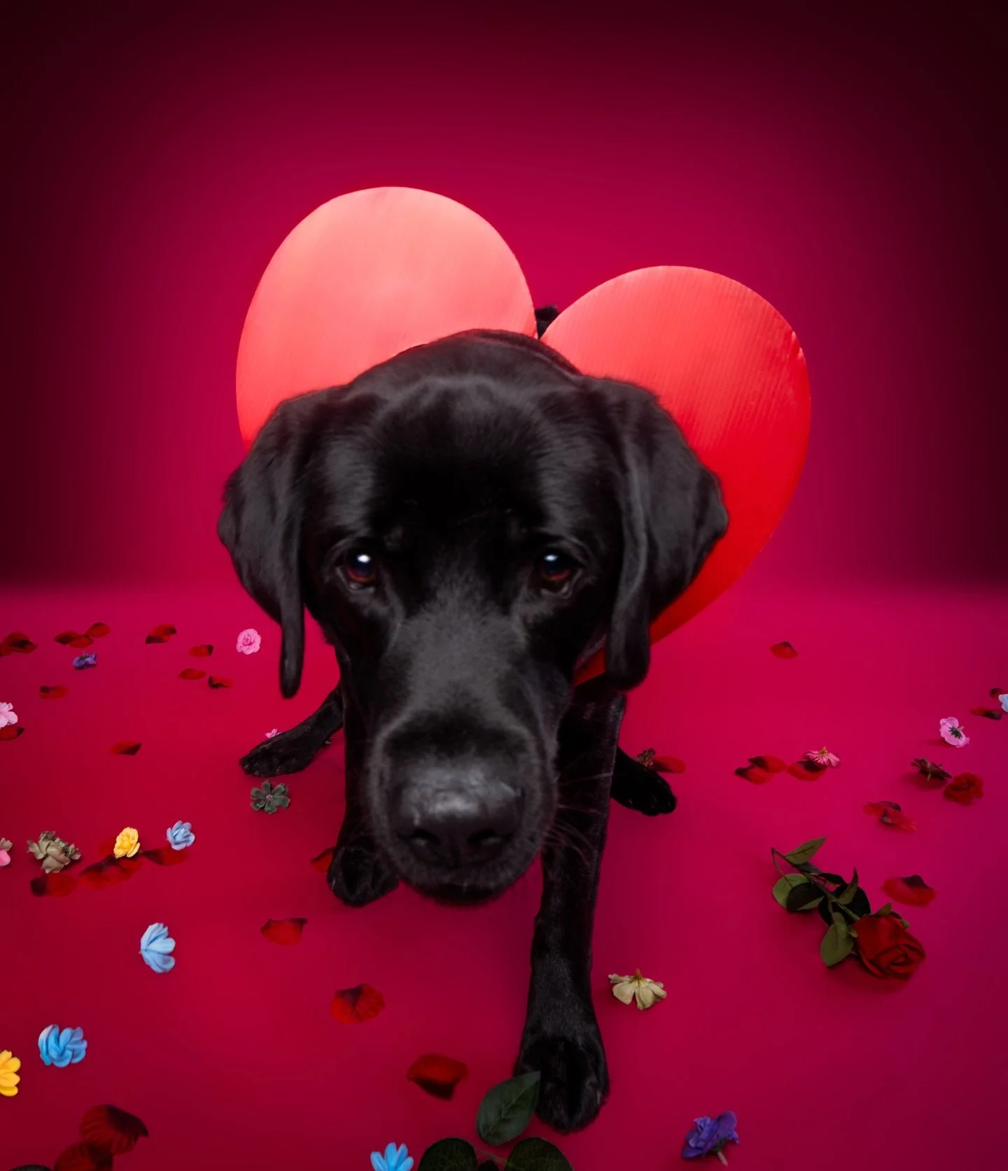 Official verdict: being this LABRADORABLE should be illegal. 🐾❤️💌🌹💋🐶📸