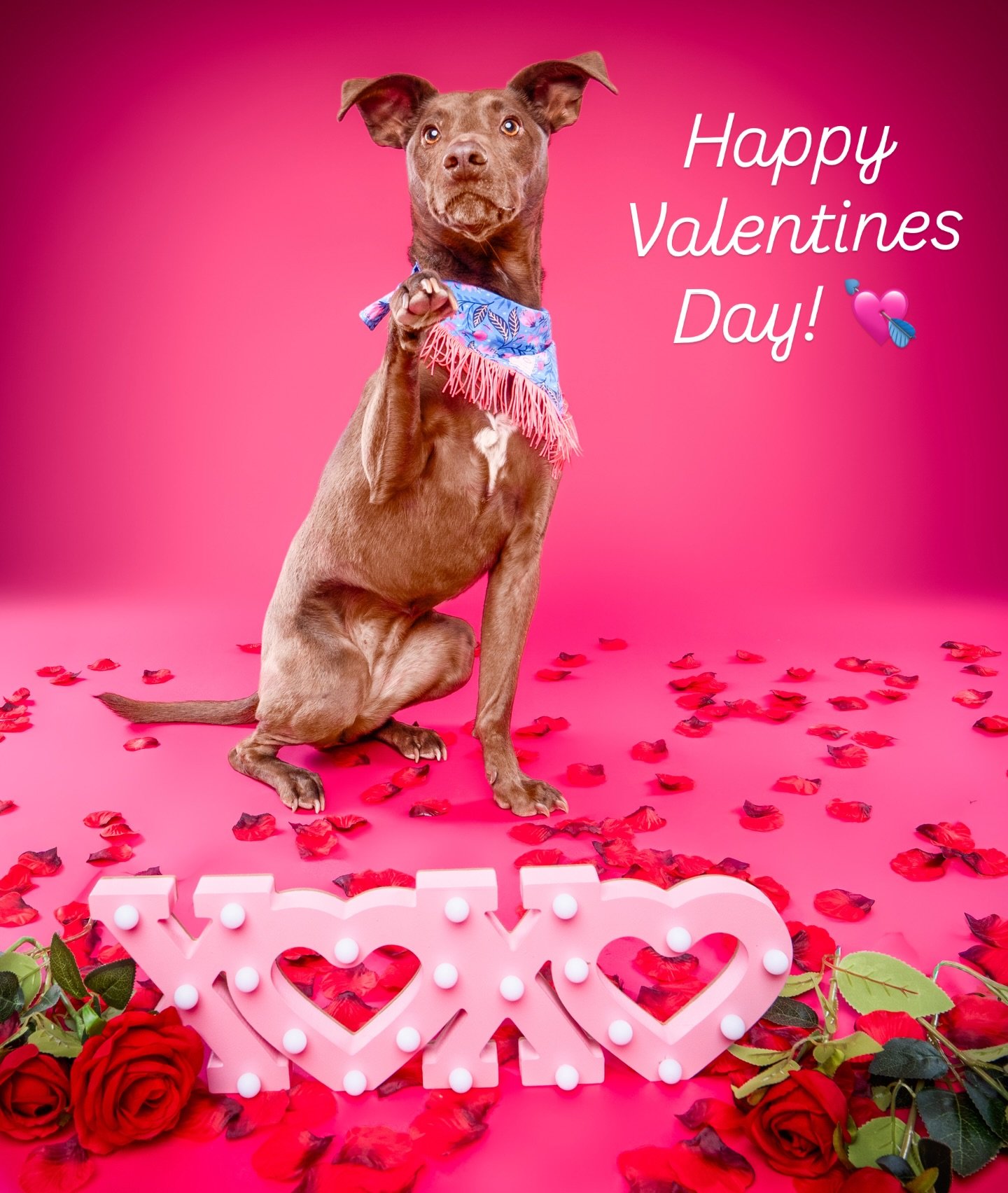 LOVE is a four-legged word! 🐾 🐾 💝  Happy Valentine&rsquo;s Day from Cutie PAWtootie Studio!  XOXO 💋 📸 🐶 🐱 💌 💘 #