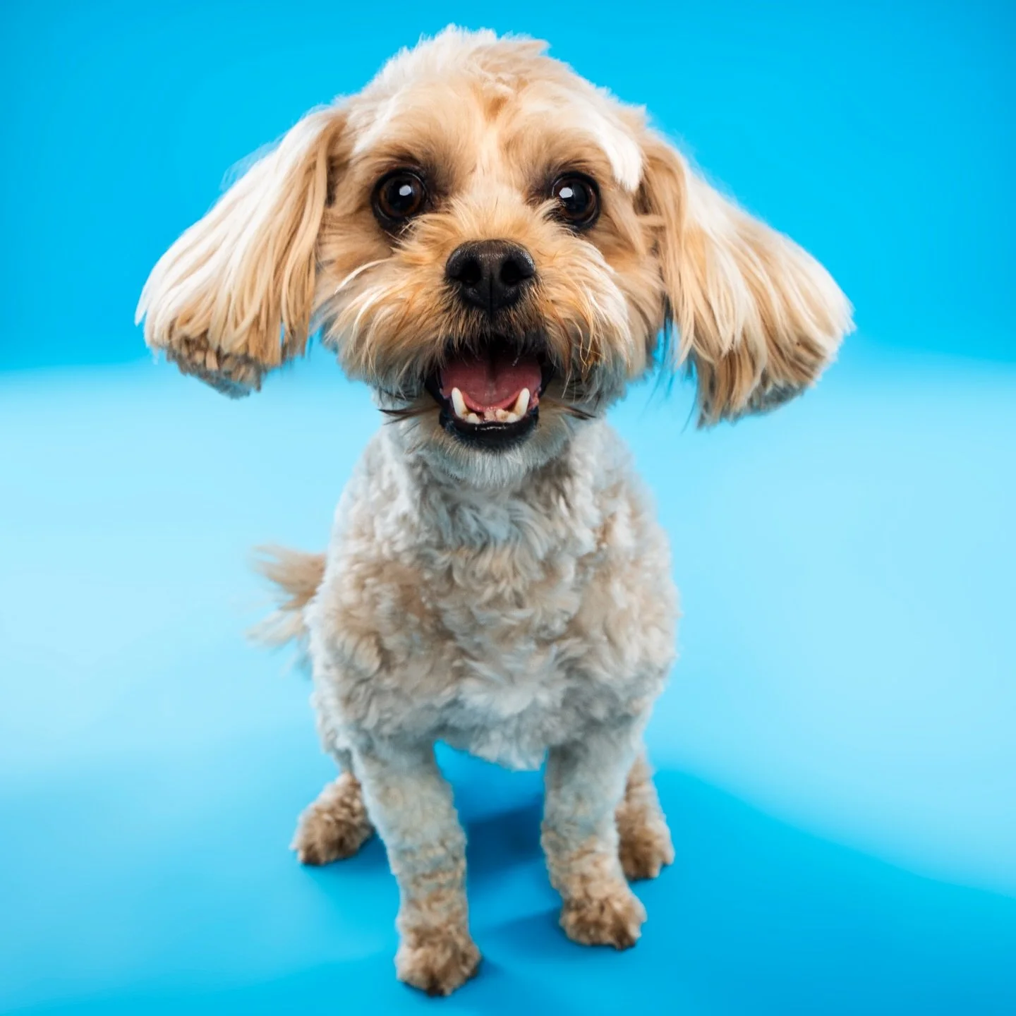 Hard to believe it&rsquo;s almost been a year since we launched Cutie PAWtootie! 🐶💛 🥹 🐱 

We&rsquo;re getting so excited for summertime &mdash; sunshine, wagging tails, and a few pop-ups you&rsquo;ll definitely want to keep an eye out for 😉 👀🐾