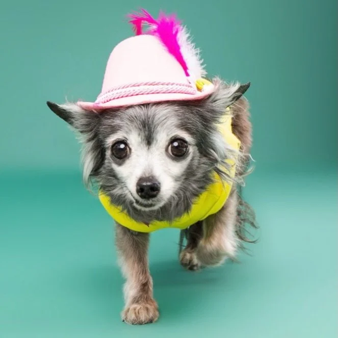 It&rsquo;s giving fierce. It&rsquo;s giving fabulous. It&rsquo;s giving&hellip; Friday. 👒💅 Don&rsquo;t mind me, just strutting into the weekend like I planned it. #FridayFierce #FriYAY #WeekendReady #CutiePAWtootieStudio #DogsOfInstagram