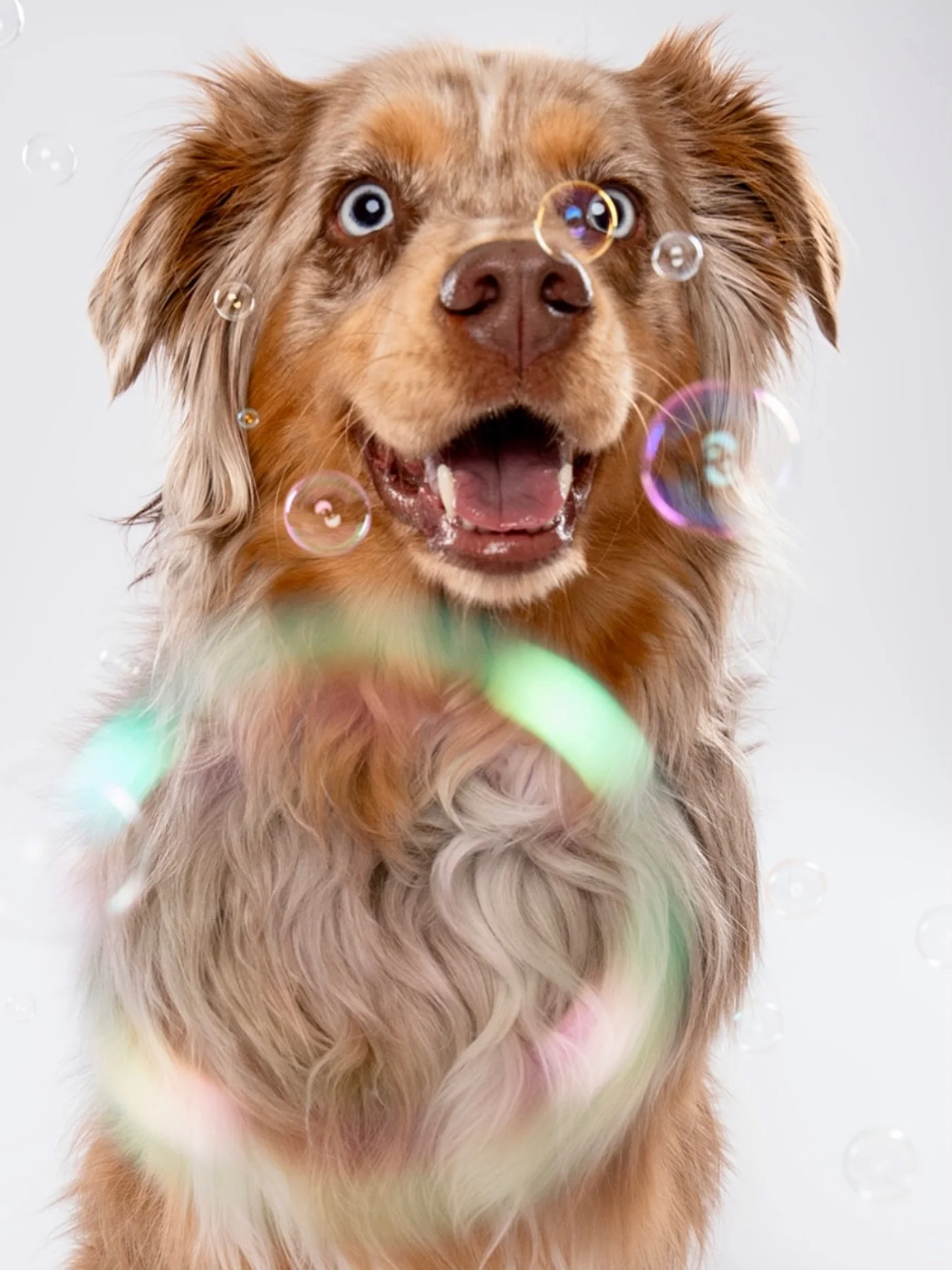 A little spring magic for your Easter ✨🐾 
Soft light, floating bubbles, and one pup who makes every photo feel like a daydream. 💛🫧

#DogPhotography #PetMagic #SpringWhimsy #LightAndLove #cutiepawtootie