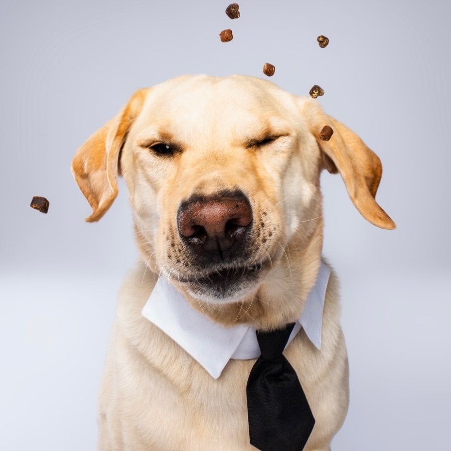 Ready to slay the week&mdash;then Monday reminded us who&rsquo;s boss. Tell me I&rsquo;m not the only one 😂 Here&rsquo;s hoping the rest of the week behaves! 🐶📸🐾🤣