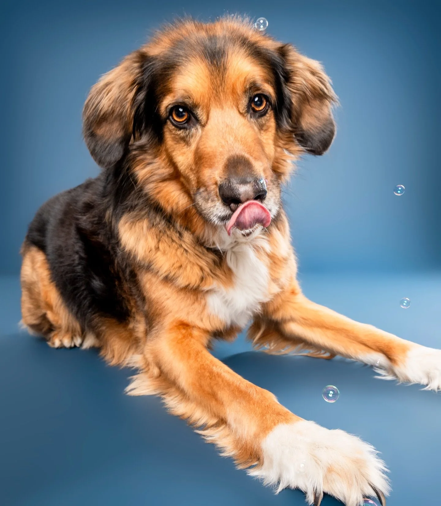 Still cute. Still barely holding it together. 🐾✨ 
Wednesday, same. 😌 This ridiculously adorable pups name is Rufus. 🥹 He&rsquo;s here to give us all a little mid week pick me up!

#WednesdayMood  #DogPhotography #PetPortraits #CuteAndTired #Dogsof