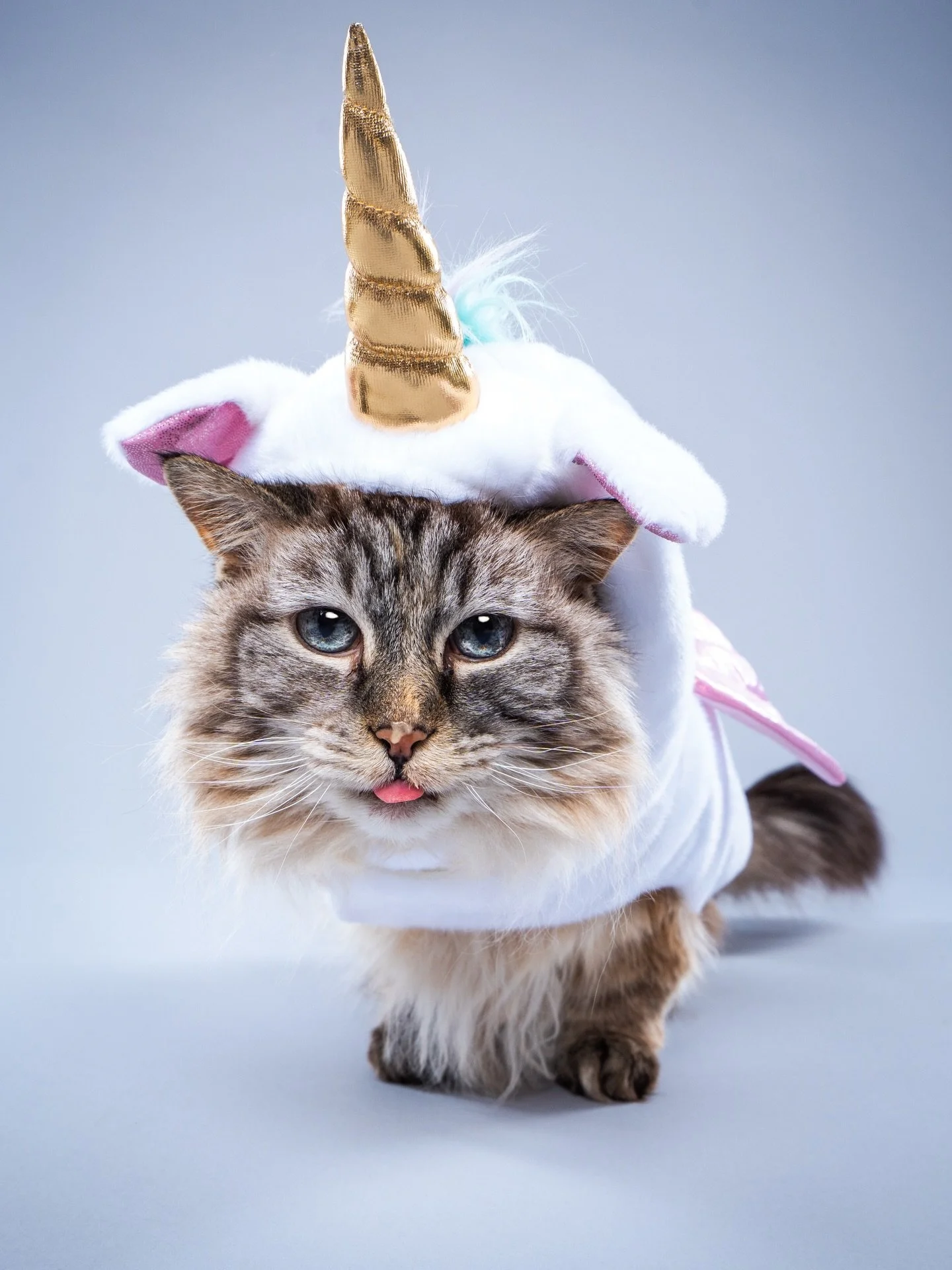 Bella has spoken: no Sunday scaries here- your week shall contain treats, sparkle, and suspiciously good luck. 🦄🐱✨💖