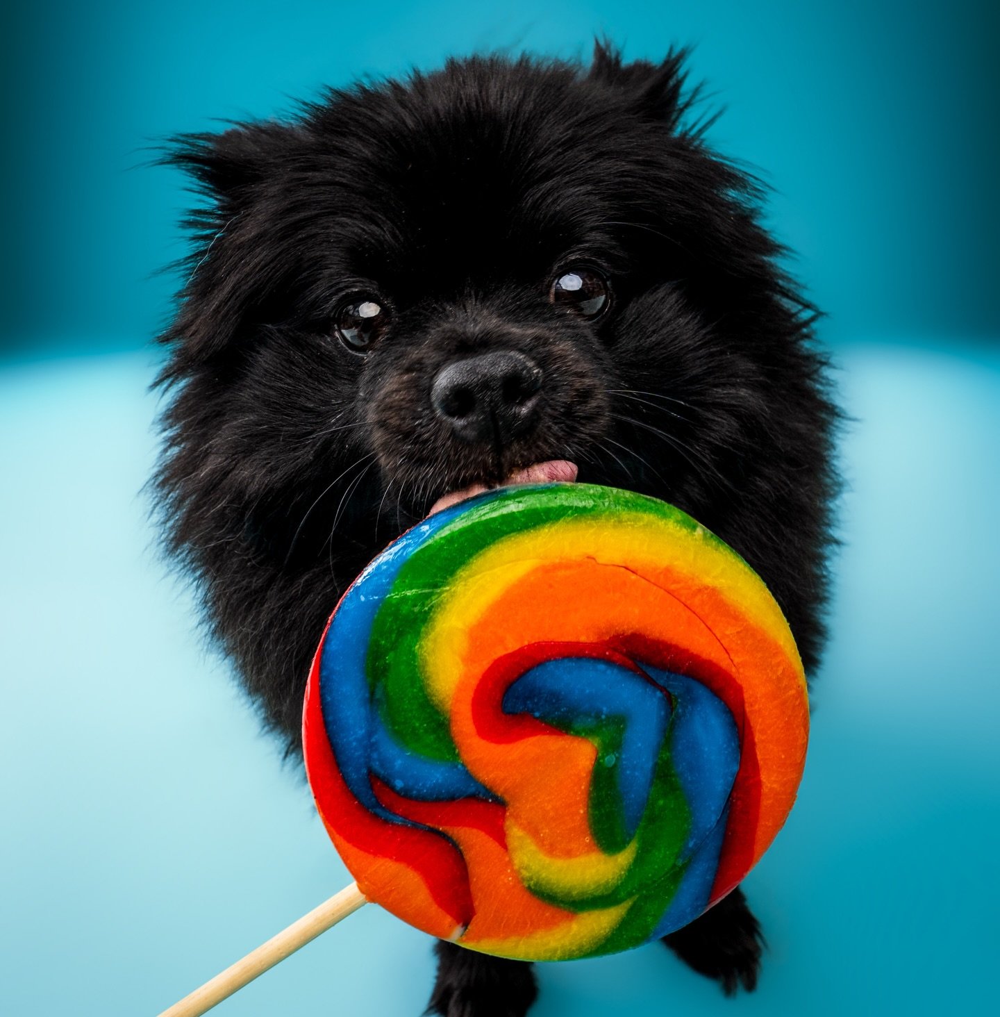 May your Monday be sweet, short, and involve as many snacks as possible. 🍭🐾