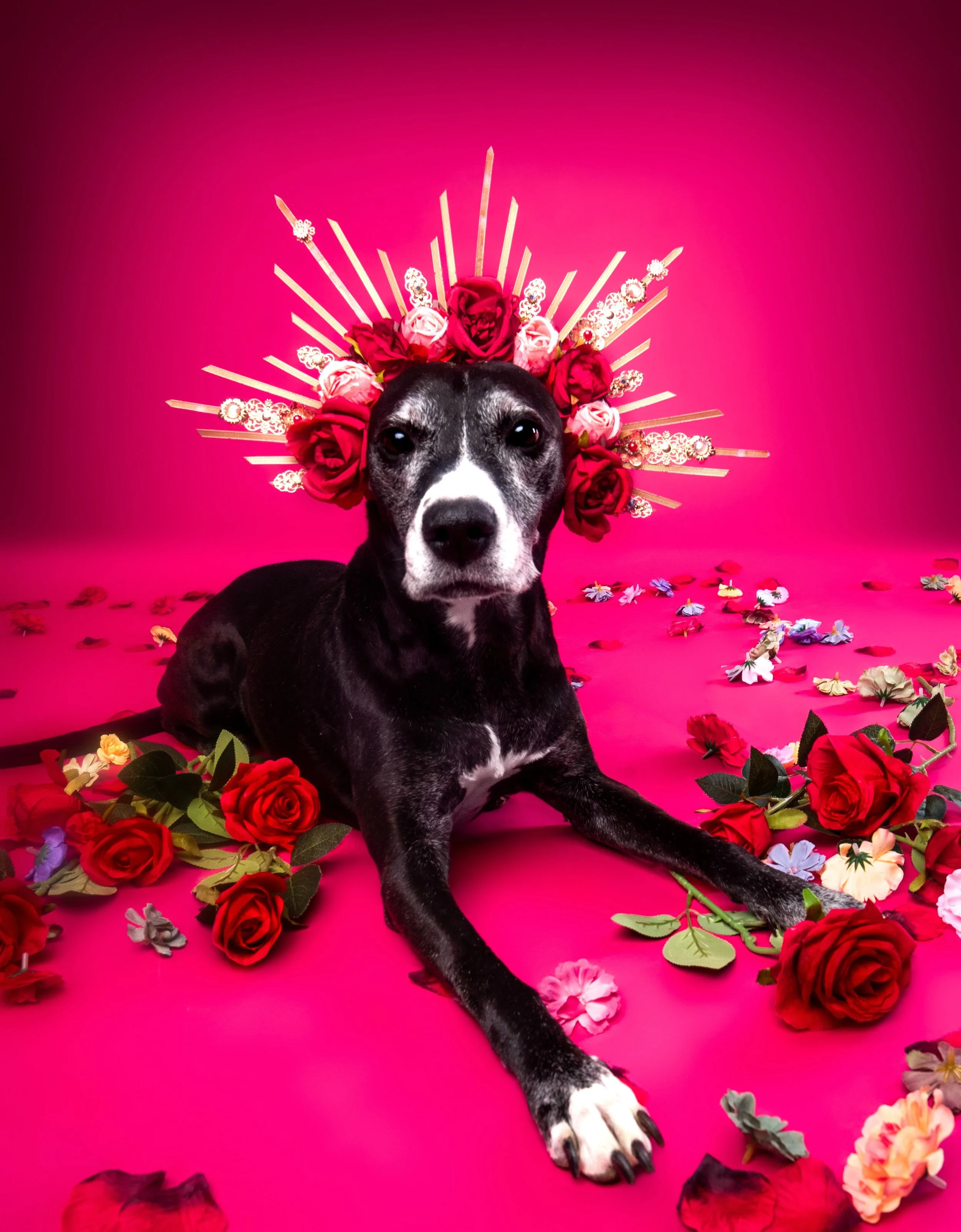 Cutie Pawtootie wants to wish all the mothers a Happy Mother&rsquo;s Day Weekend (bc a day is not enough!)&mdash; may you be treated like the queen you are and showered with all the love! 👑💐💝✨🐾

#HappyMothersDay #petportrait #petphotographer #Que