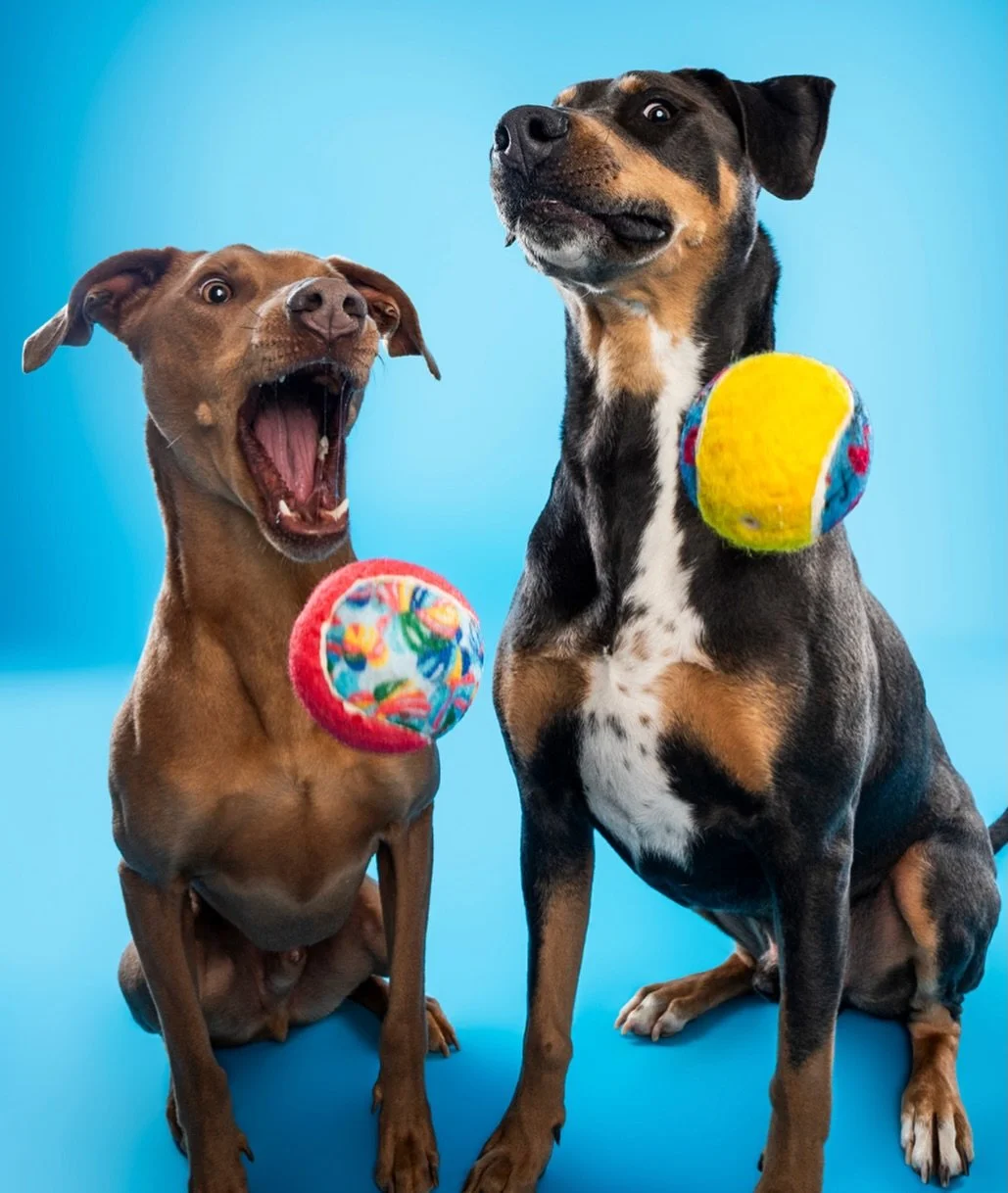 Watch out, Salida 👀 Memorial Day weekend is looking extra cute ✨ Come snag a drink at Soggy Surfer 🍹 and let us capture some seriously badass pics with your pup 🐾📸