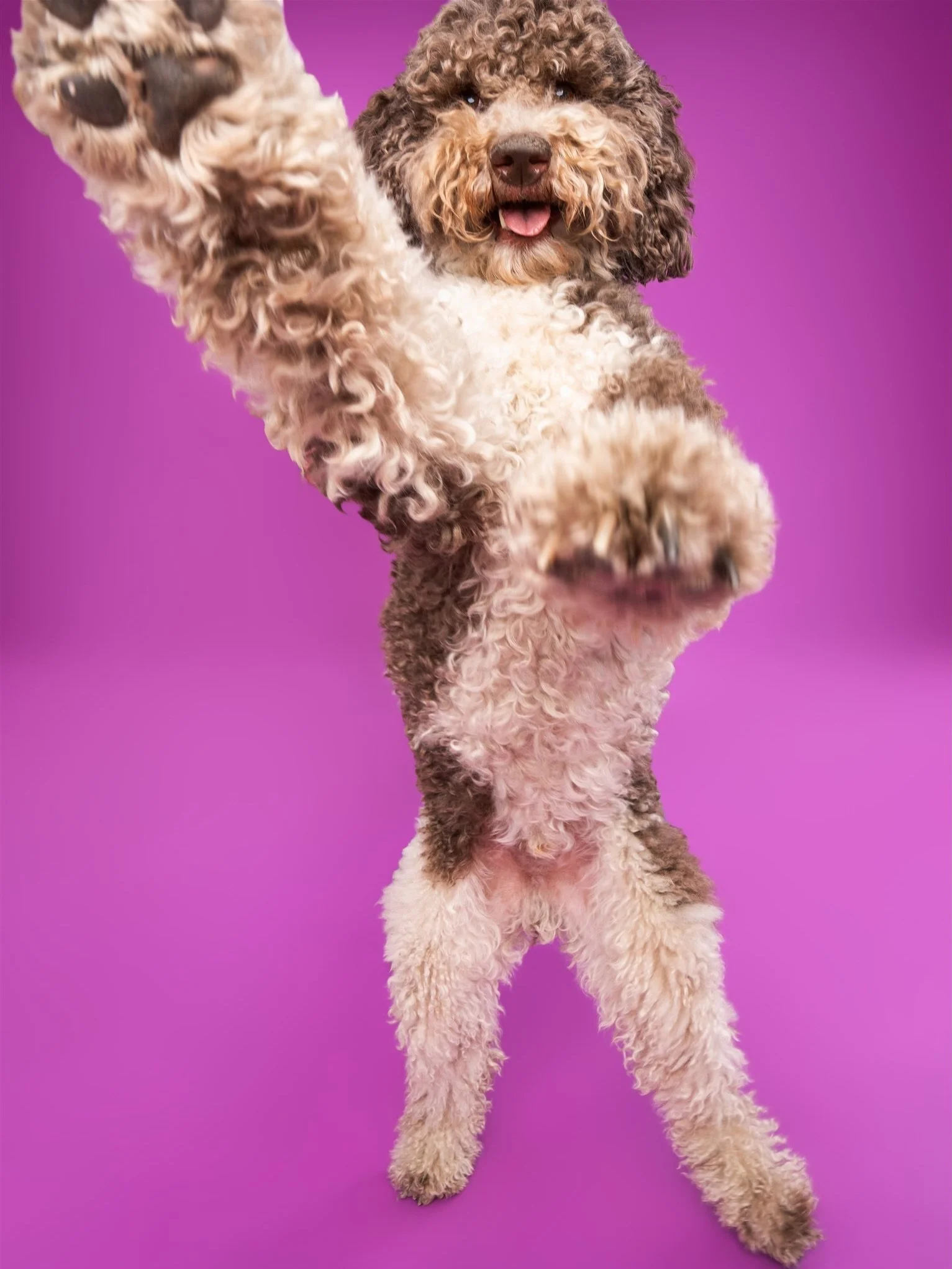 Watch out, Steamboat Springs &mdash; summer is heating up and the dog&rsquo;s behind the camera now. 🐾 📸 Come check us out at Mythology Distillery on June 6 for their anniversary party and capture some PAWsome pics you&rsquo;ll love FUReverrr. 🥰🐶