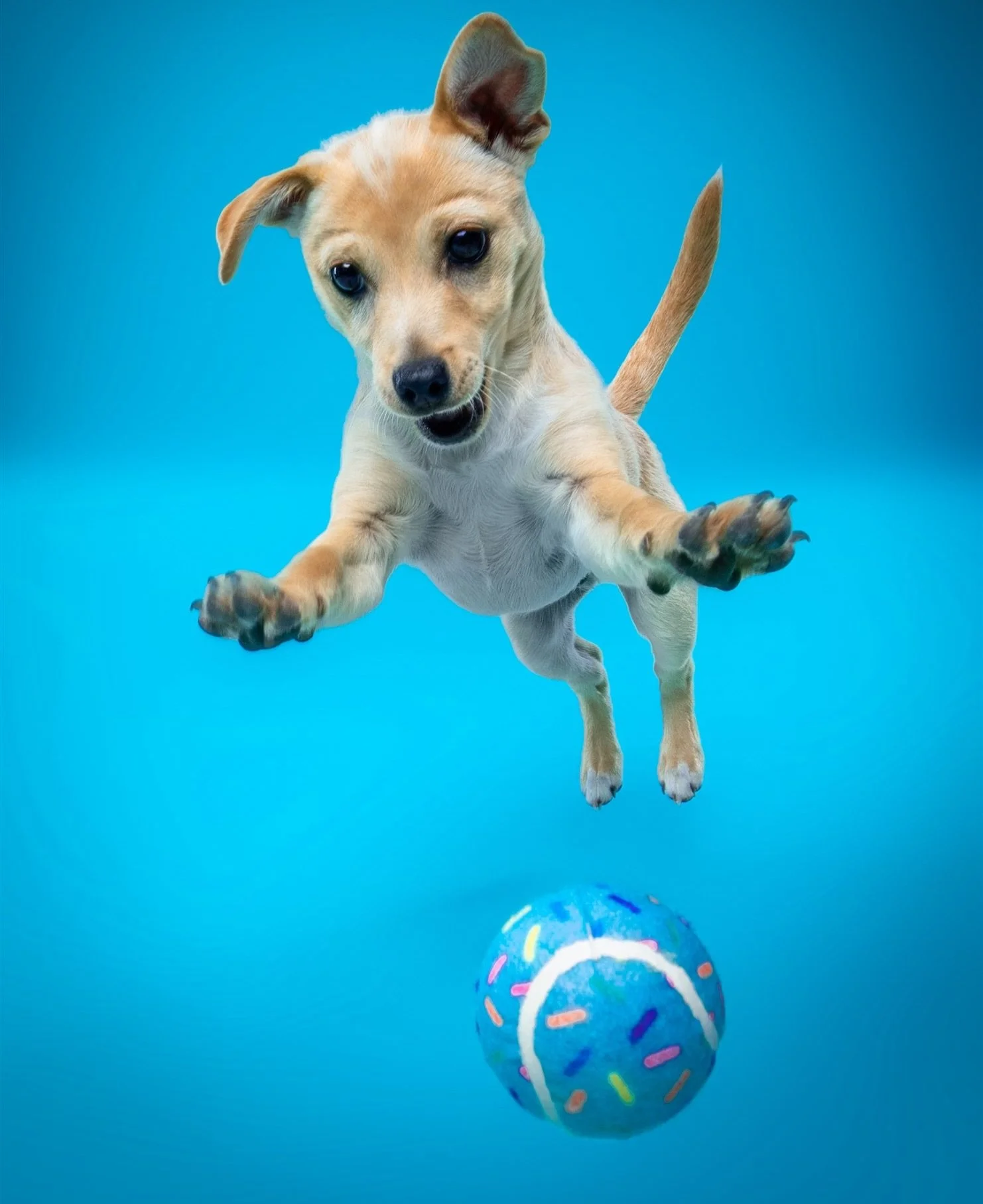 Grab a drink 🍺, grab a slice 🍕 , and bring your pup 🐶&mdash; then watch some major cuteness unfold. 📸🐾 We&rsquo;re popping up at @soggysurfersalida this Memorial Day Sunday &mdash; no sign-up, just show up. 🤗 First come, first served. 🐶 🍻 🍕☀
