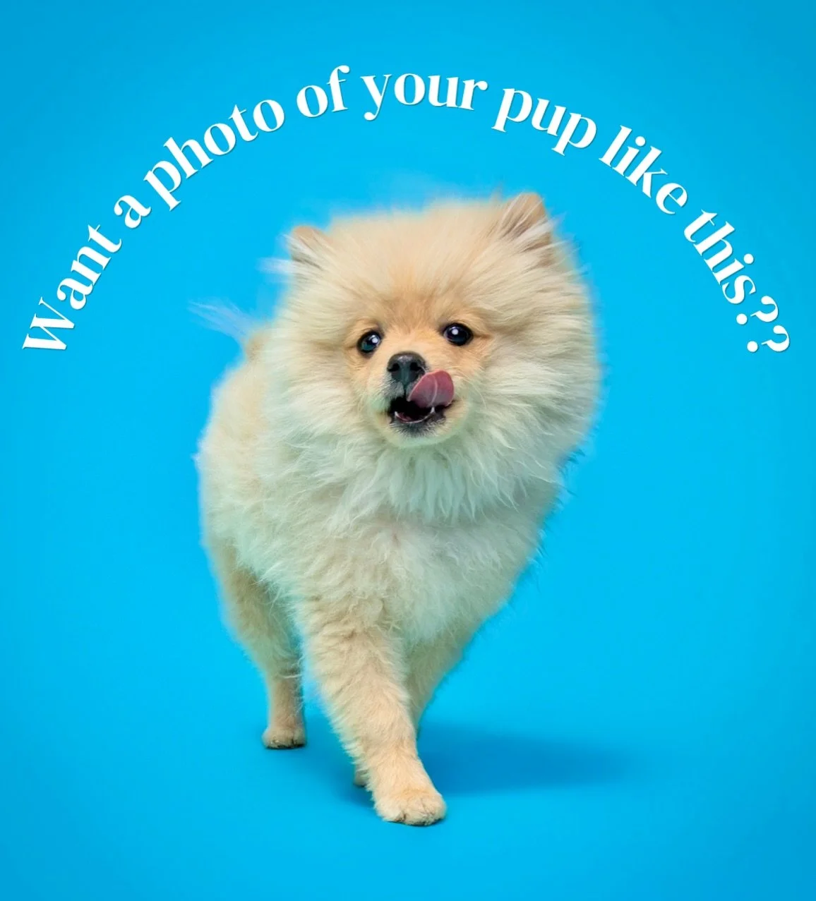 This is your sign to get the cutest pup pic EVER. 📸🤩🐶Come see us this weekend @mythologydistillery Saturday and then @brecksundaymarket! You don&rsquo;t w at to miss this fun! 🐾