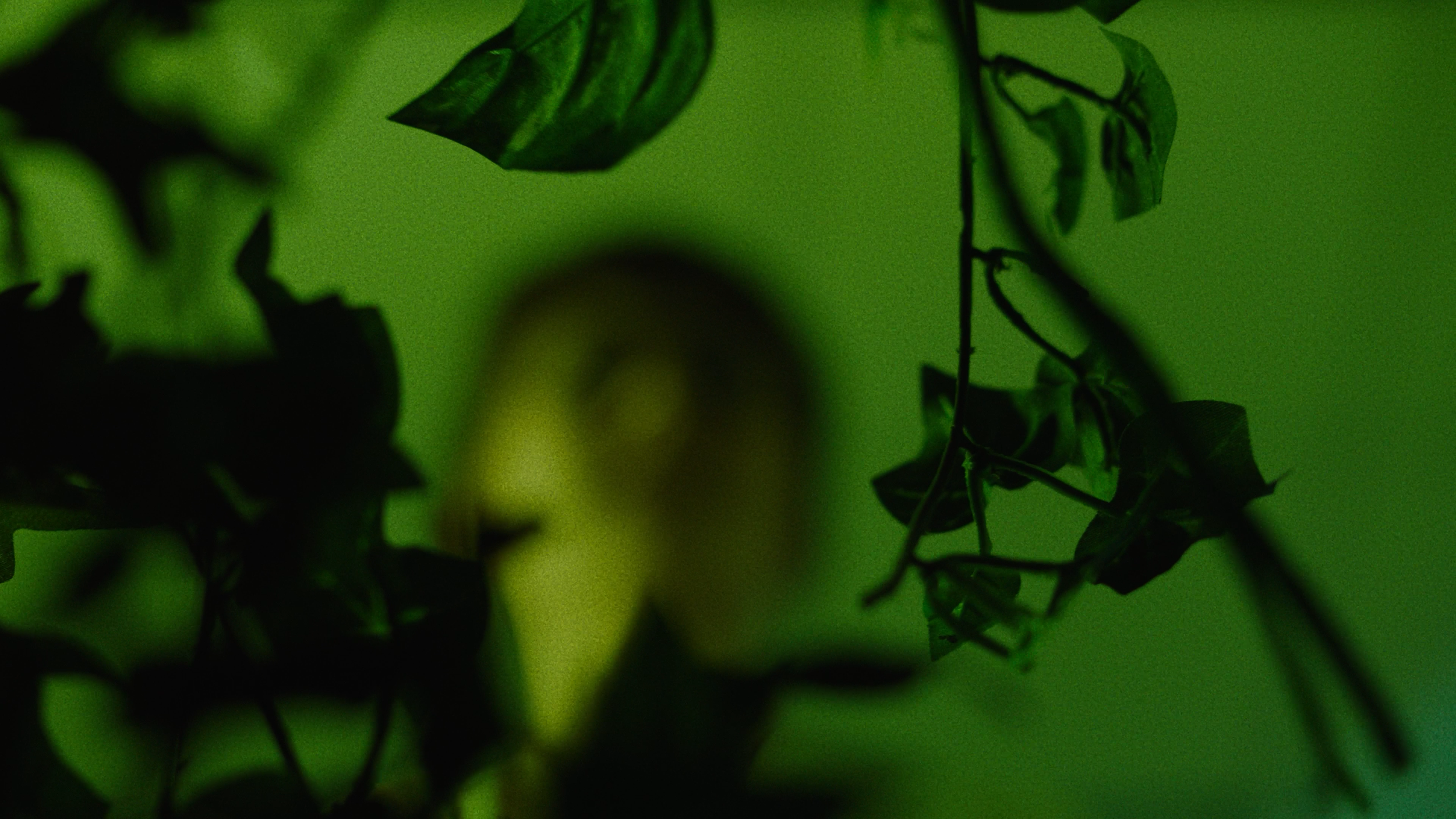 Fine Cut.00_13_51_22.Still018.png