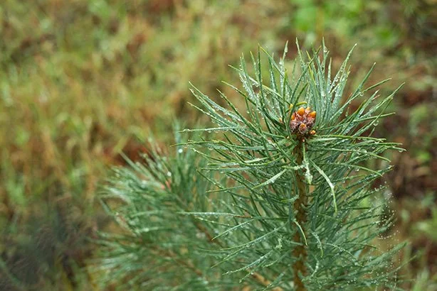 Mud, Eggs and Returning Light: March on Small Scottish Farm