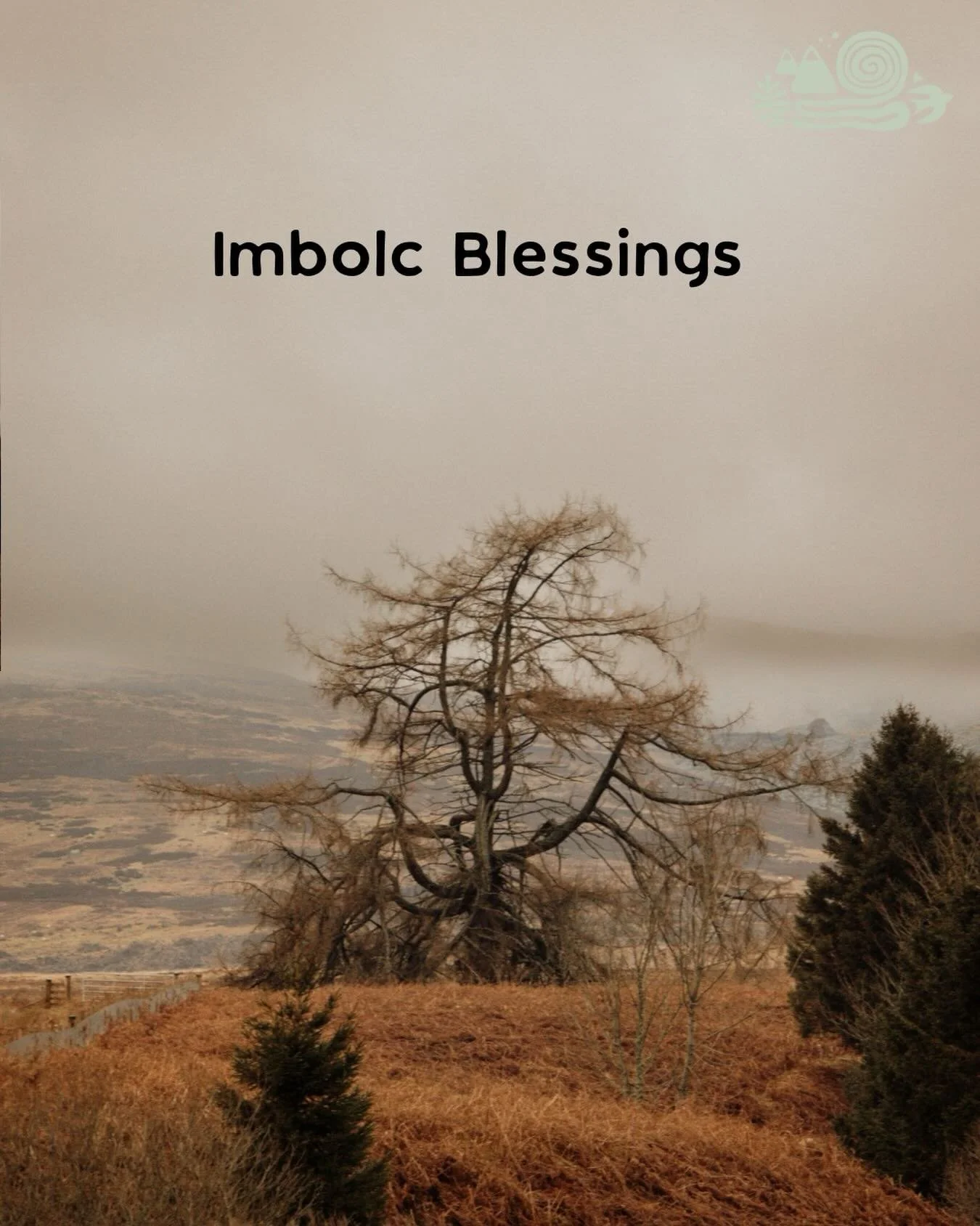 In the belly of winter, we can still see life awakening 🤍 The Granny Larch that watches over us, she holds the ravens all year round, the kestrels rest, the kites watch 🖤 A beautiful image from the talented @charlies.big.day.out 
#imbolc #imbolcble