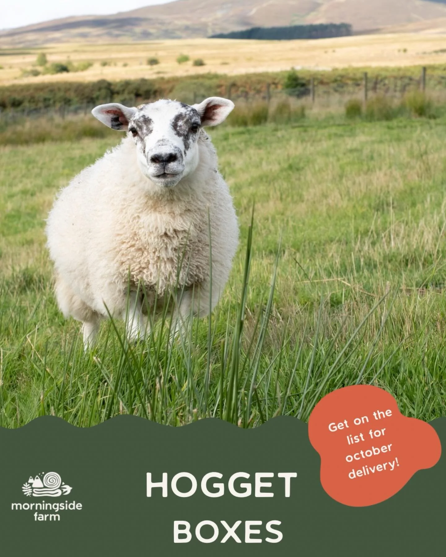 🥩Hogget isn&rsquo;t something you see much anymore&mdash;but it should be. 
🐑 Simply sheep in their second year, with more time on grass and more depth of flavour.
🥩It&rsquo;s a small shift, but one you can really taste. 🐏One box, weeks of meals.