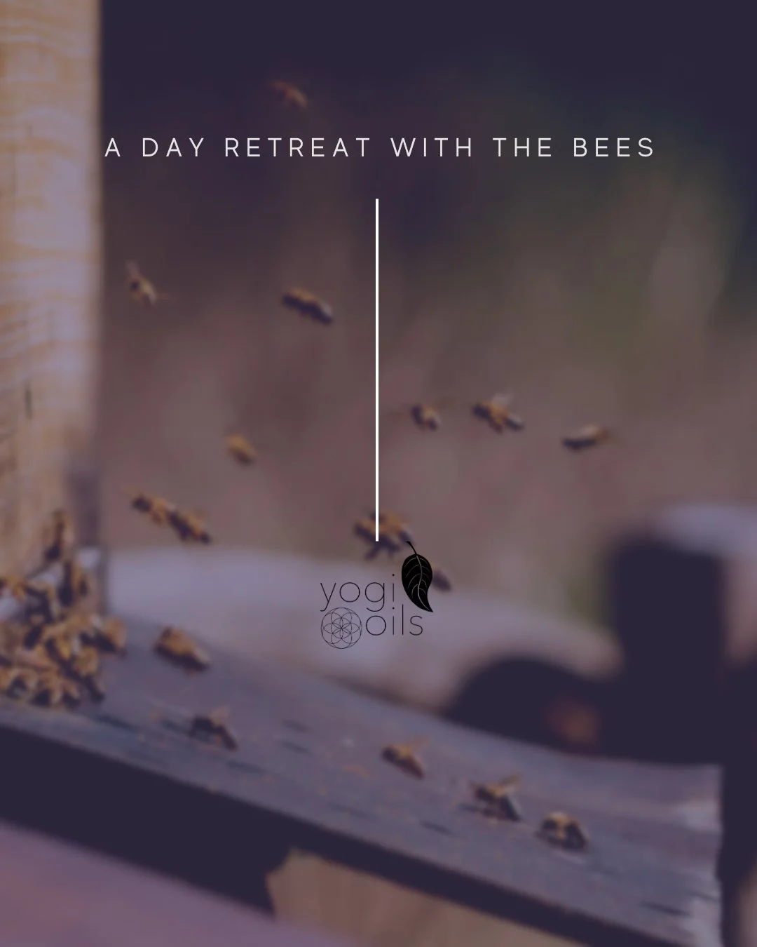 A day retreat with the bees&nbsp;🐝