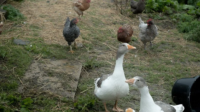 shetland goose at morningside farm surrounded by chickens