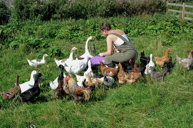 lucy at morningside feeding the ducks chickens birds