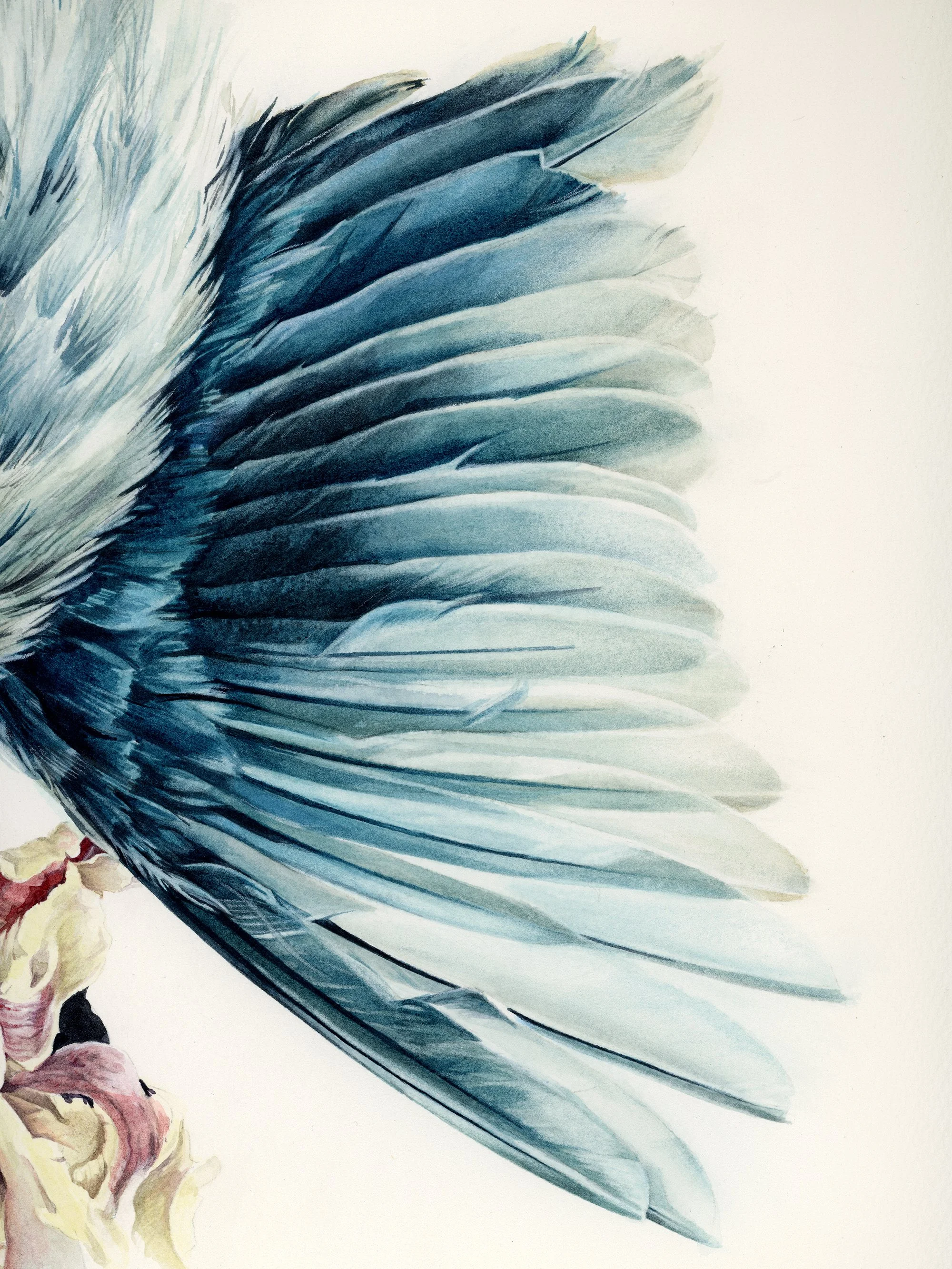 Detail of Melancholia II, showing the layered watercolor rendering of translucent feathers of an open bird wing