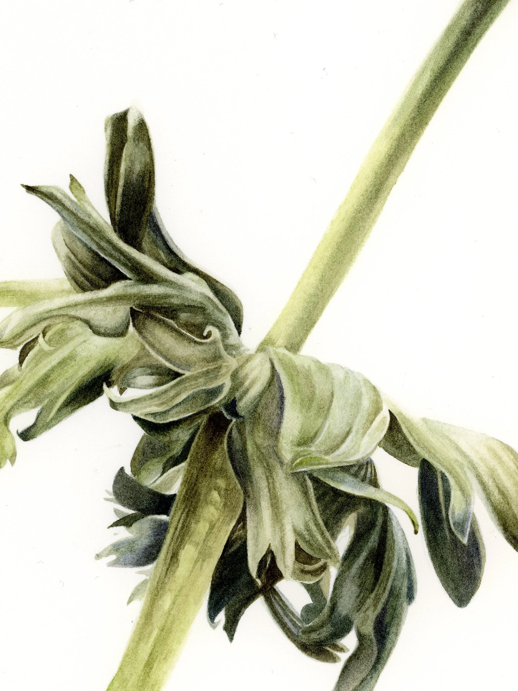 Detail of Un cráneo, una anémona, showing the translucent watercolor rendering of an anemone