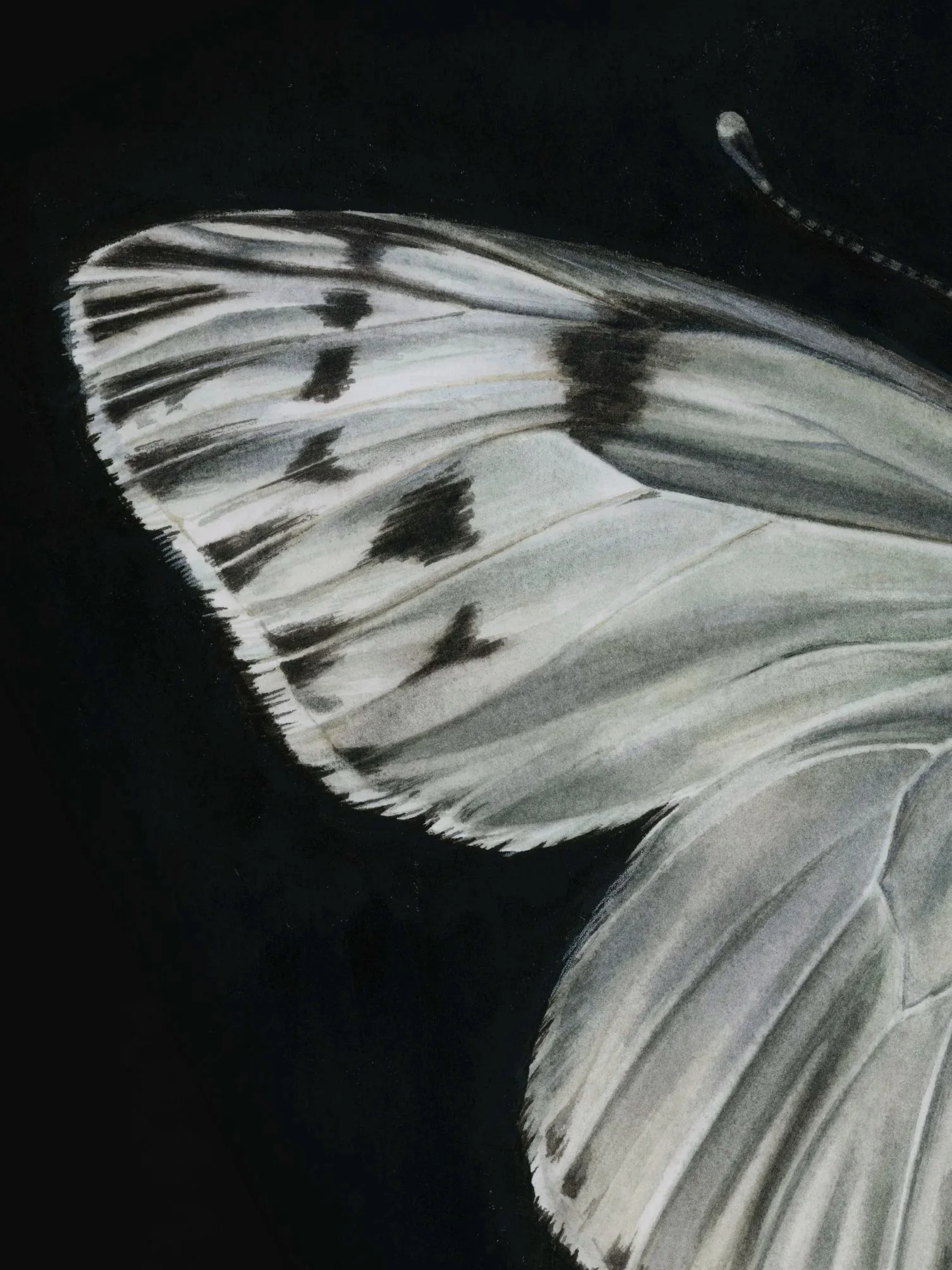 Detail of Vestigios — Blanco sobre Negro, showing pale bone and butterfly forms emerging from the black painted ground.
