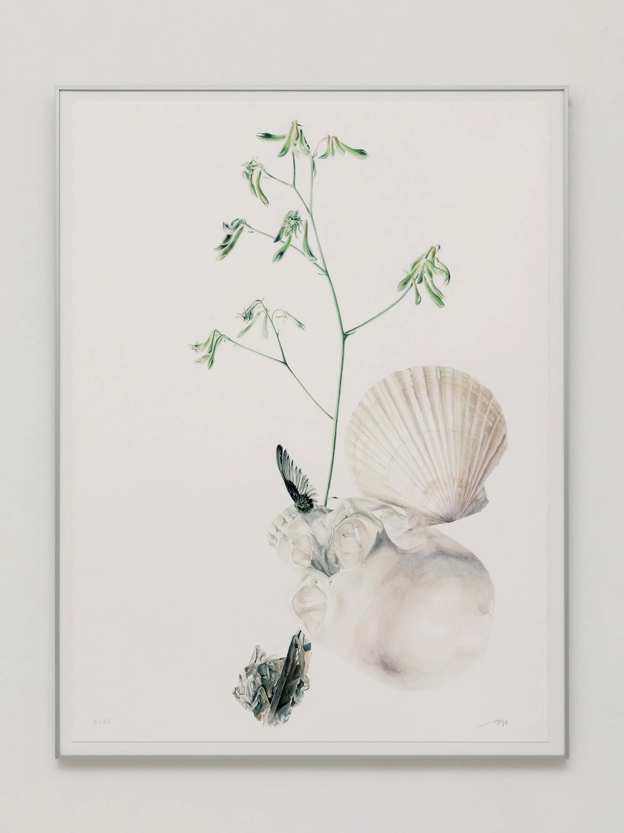 Melancholia I, watercolor on cotton paper by Antonia Montealegre, 2026, combining a skull, seashell, botanical stem, wing and mineral fragment.