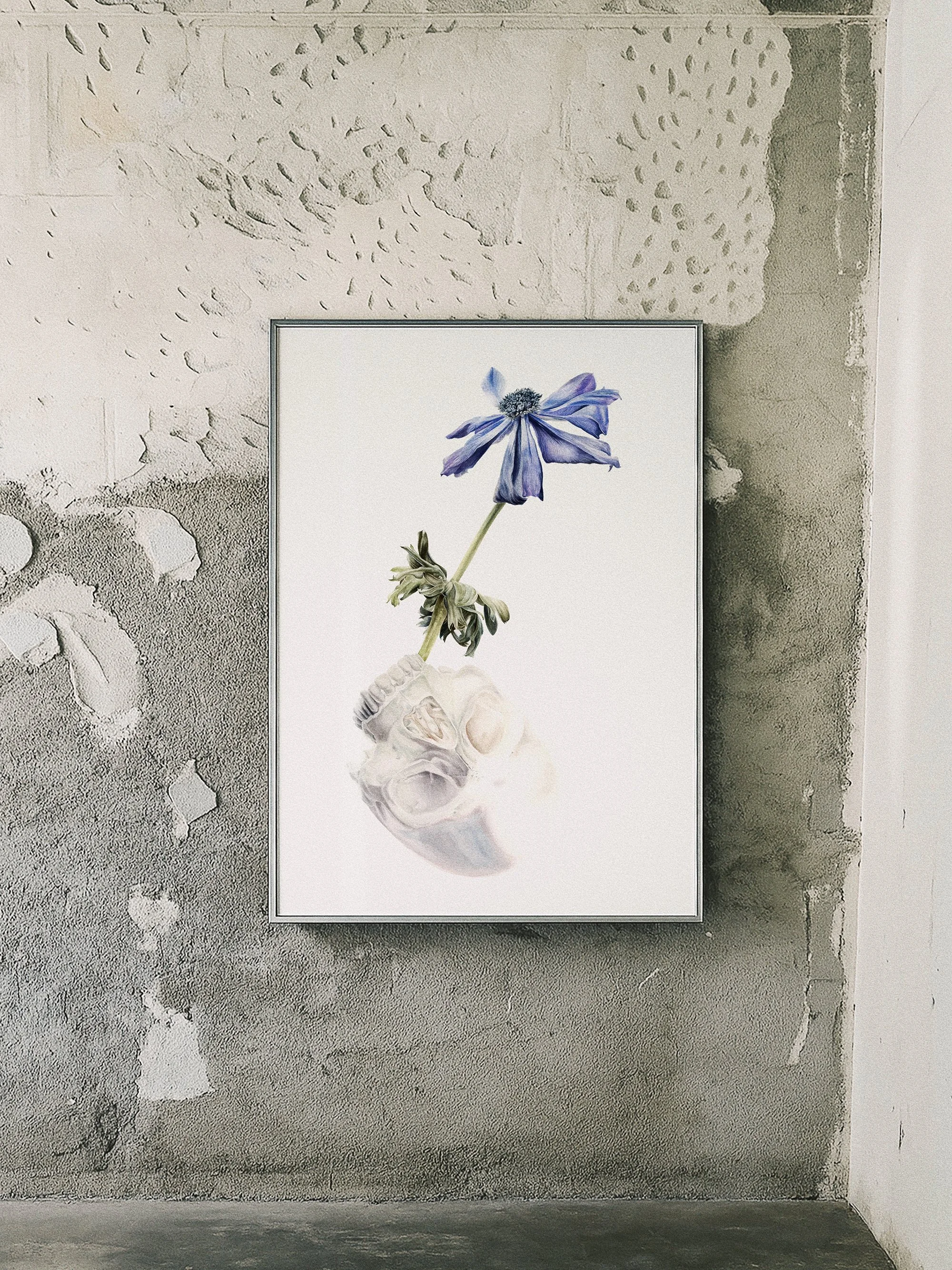 Un cráneo, una anémona [Preludio a la Melancolía], watercolor on cotton paper by Antonia Montealegre, 2025, with an inverted skull and violet anemone.