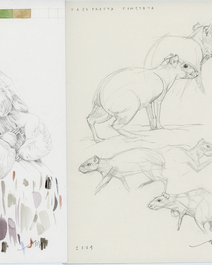 Dasyprocta-punctata - Bocetos y estudios de color para la serie de ilustraciones de vida silvestre de Panamá, Sanctuary; por Antonia Montealegre