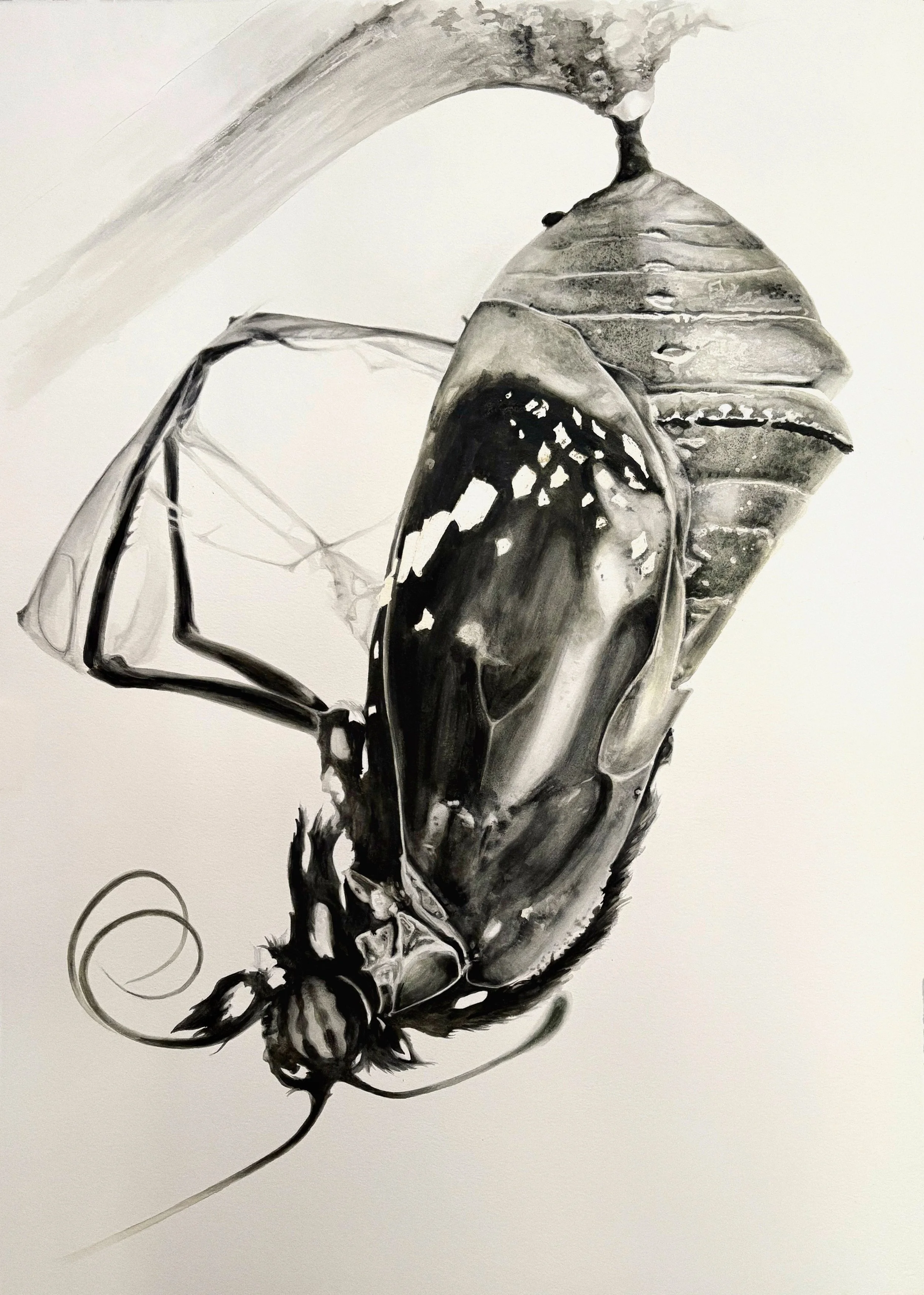 Crisalida, watercolor on paper by Antonia Montealegre, 2024, featuring a butterfly emerging from its chrysalis