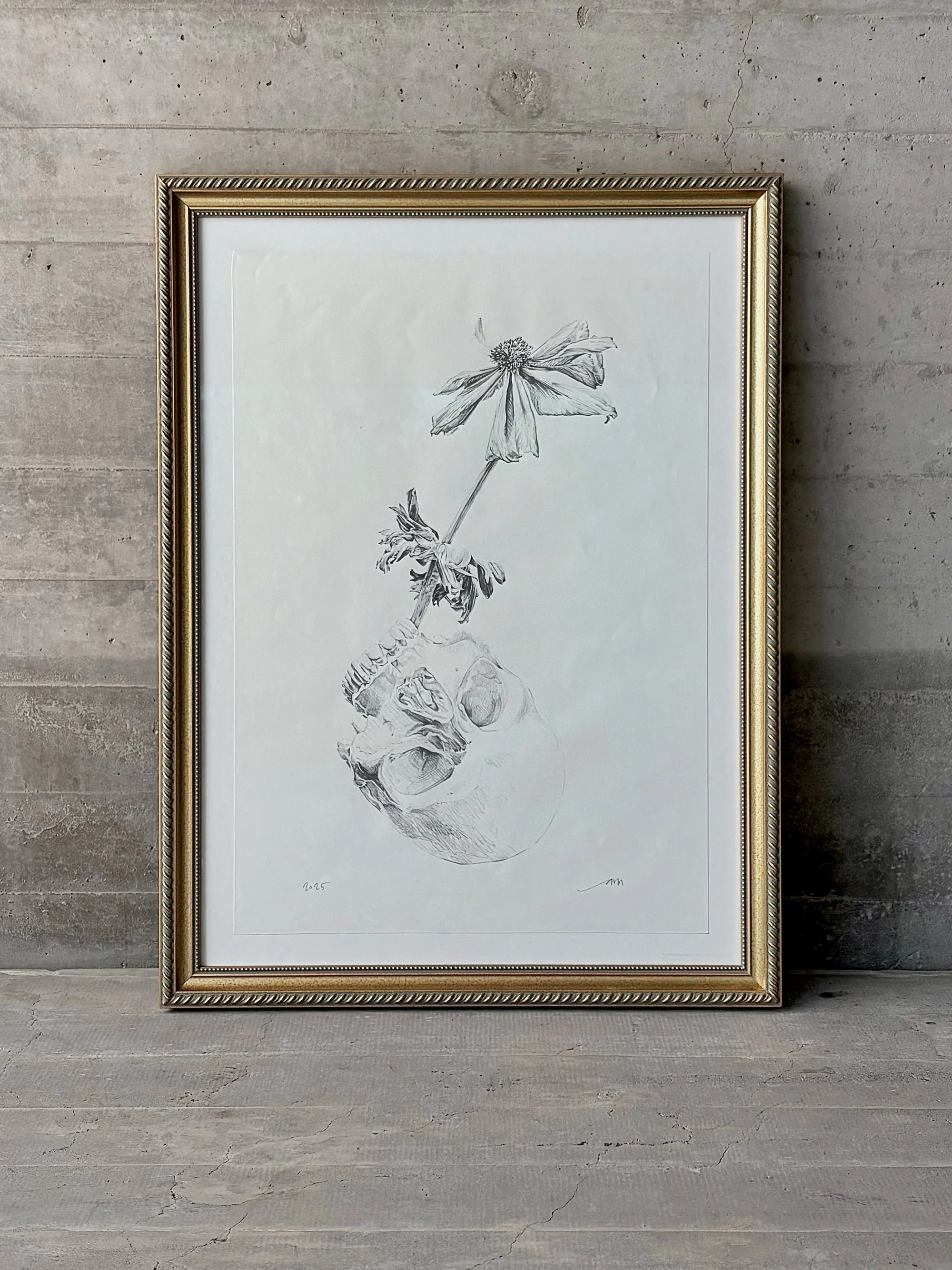 Estudio para cráneo y anémona, graphite on paper by Antonia Montealegre, 2025, depicting an inverted skull and long-stemmed anemone.