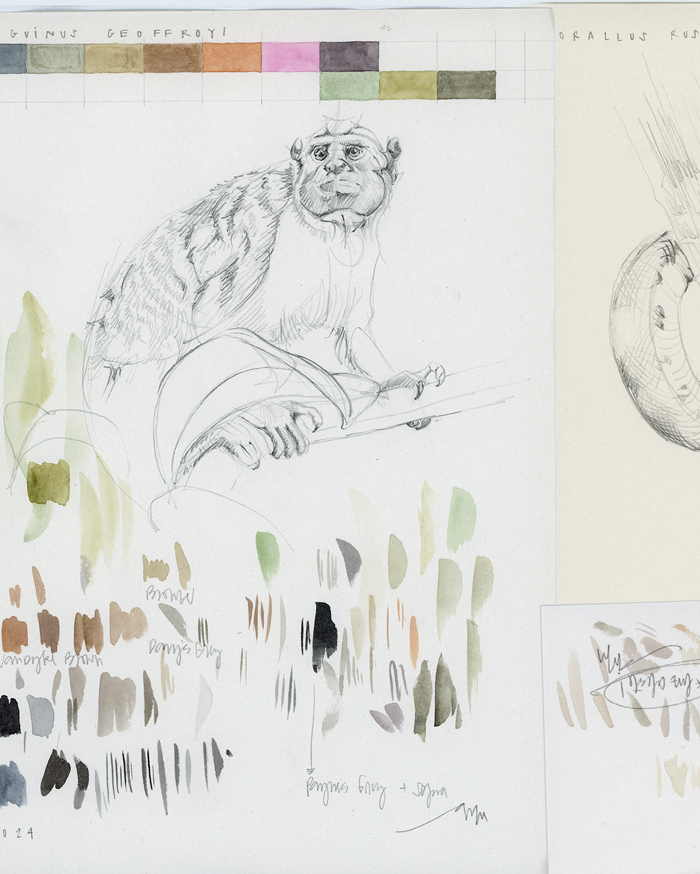 Saguinus-geoffroyi - Bocetos y estudios de color para la serie de ilustraciones de vida silvestre de Panamá, Sanctuary; por Antonia Montealegre