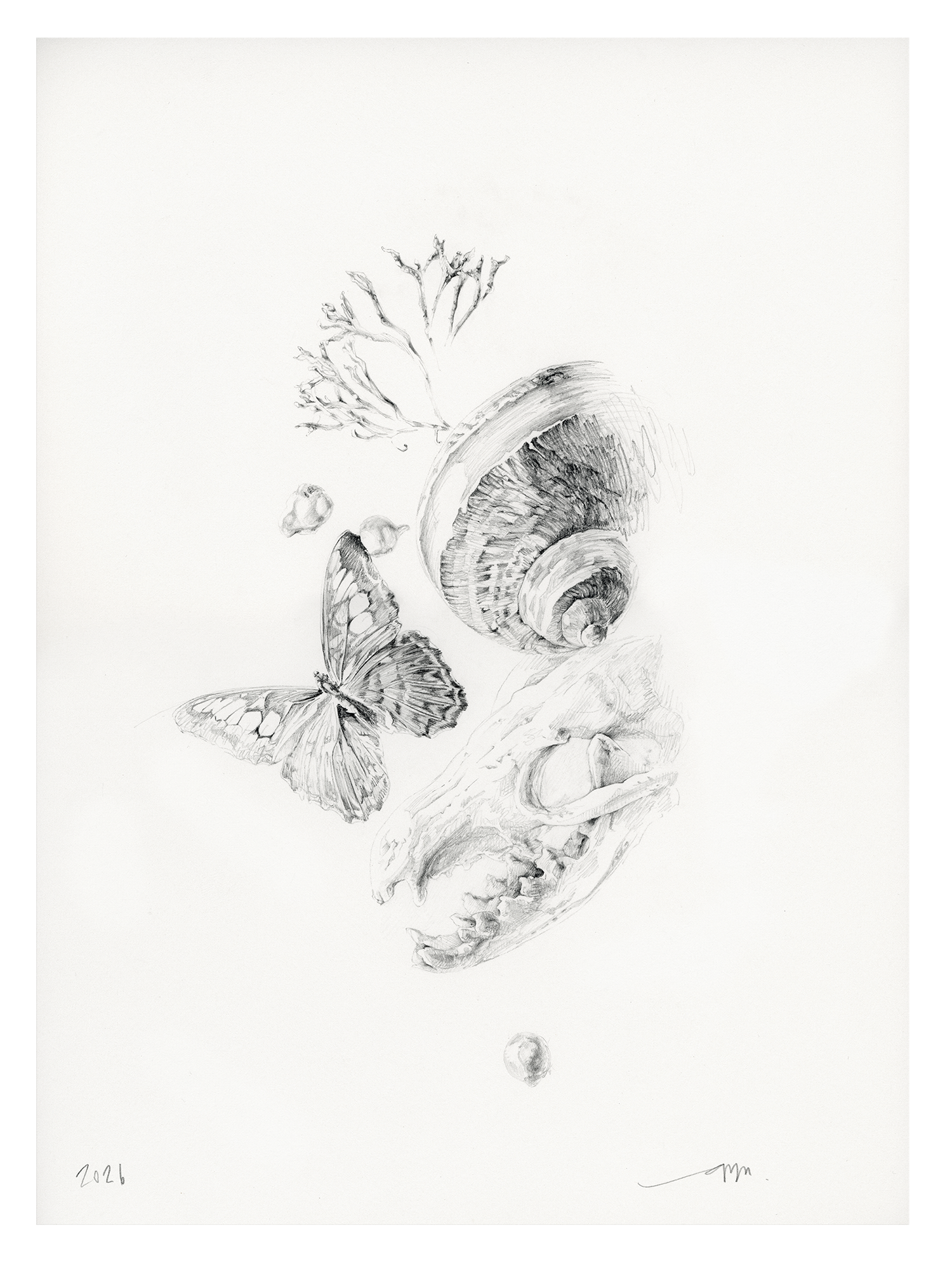 Preliminary sketch for Penumbra, graphite drawing on paper by Antonia Montealegre, 2025, combining a skeletal forms and organic fragments.