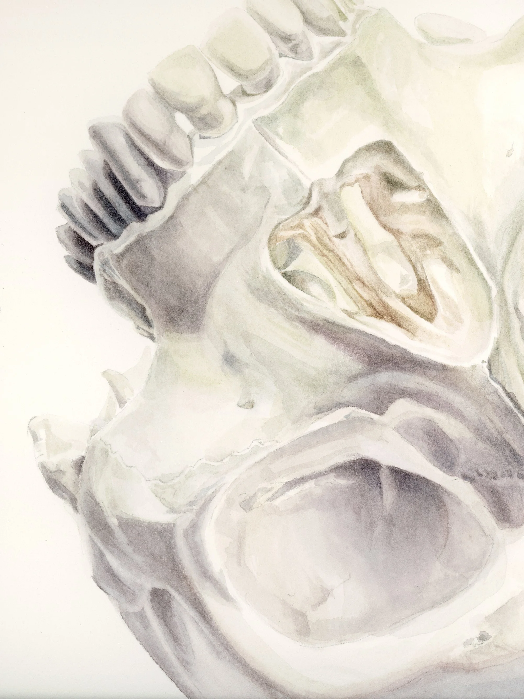 Detail of Un cráneo, una anémona, showing the translucent watercolor rendering of a skull
