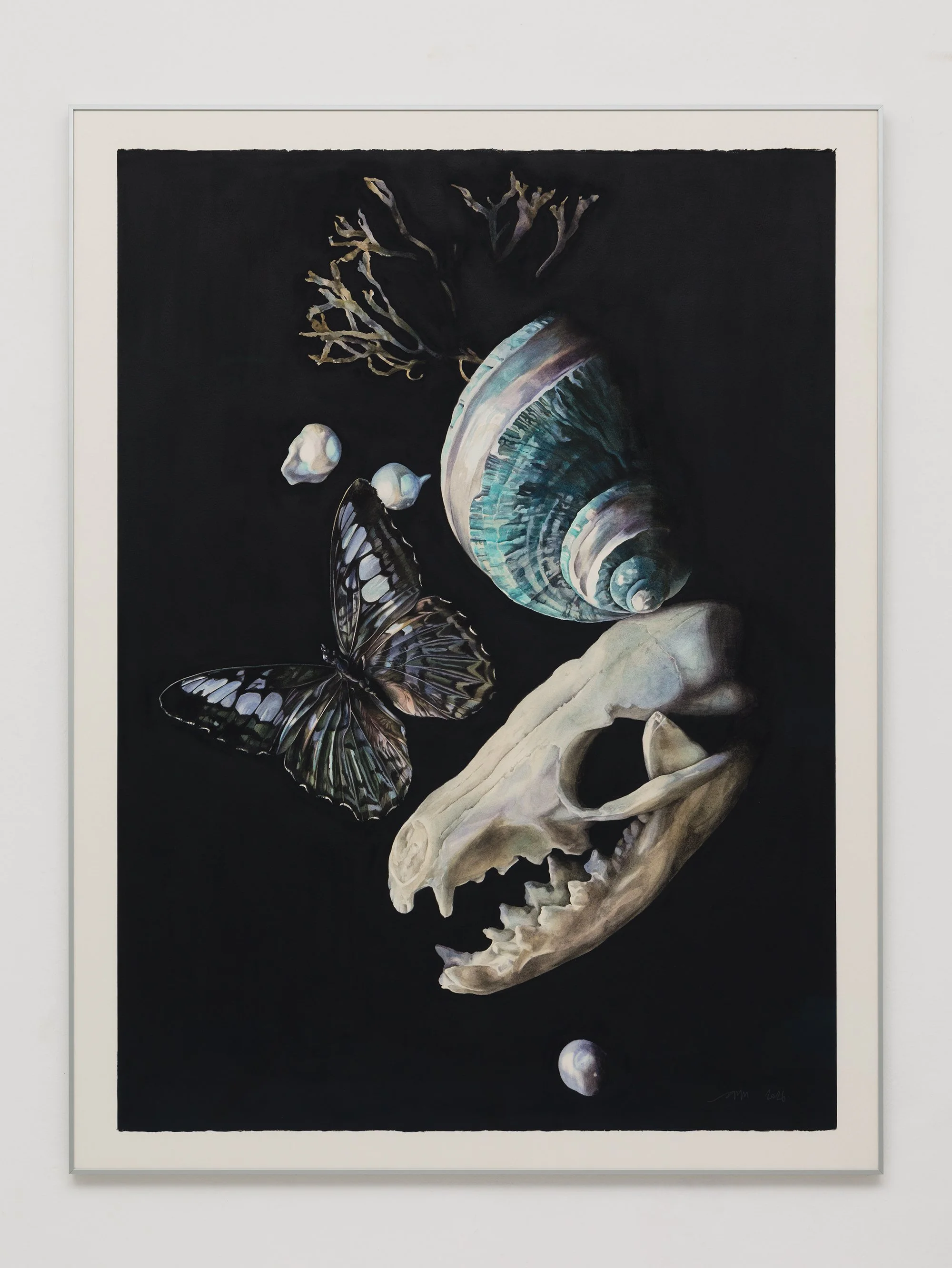 Penumbra I, watercolor and acrylic on paper by Antonia Montealegre, 2026, featuring an animal skull, butterfly, seashell and organic remains on a black ground.