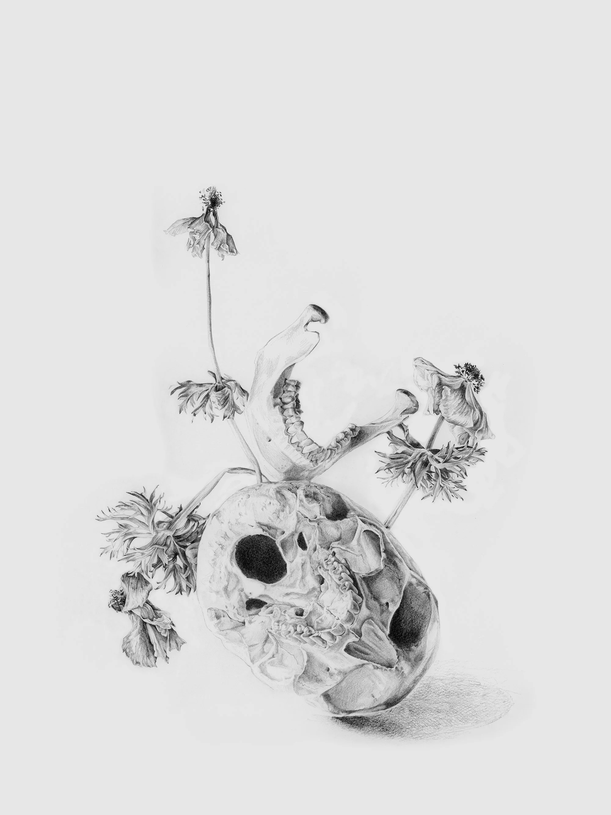 Preliminary sketch for Interludio, graphite on paper by Antonia Montealegre, 2026, depicting skeletal forms and withered anemones