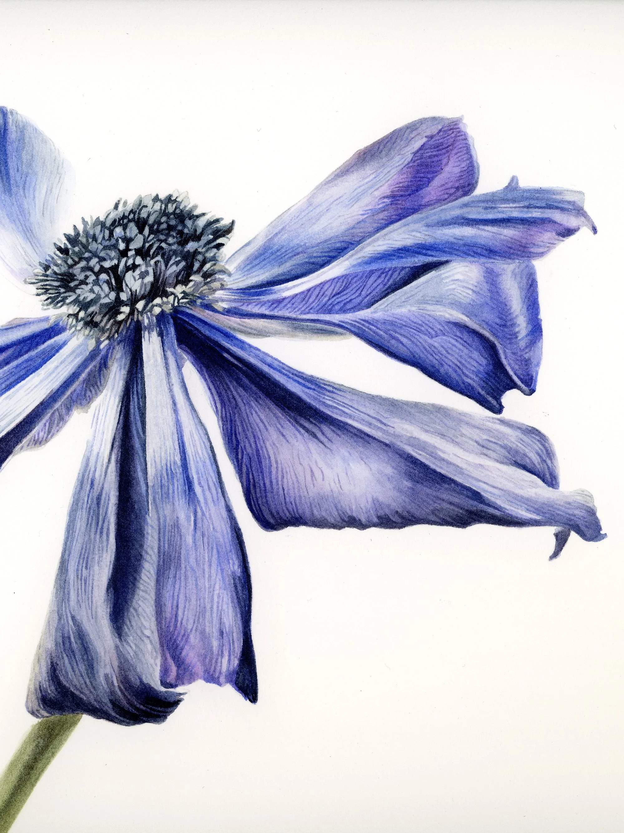 Detail of Un cráneo, una anémona, showing the translucent watercolor rendering of a violet anemone.