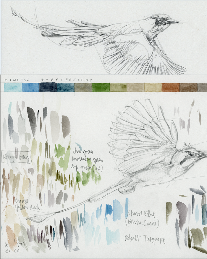 Momotus subrufescens - Bocetos y estudios de color para la serie de ilustraciones de vida silvestre de Panamá, Sanctuary; por Antonia Montealegre