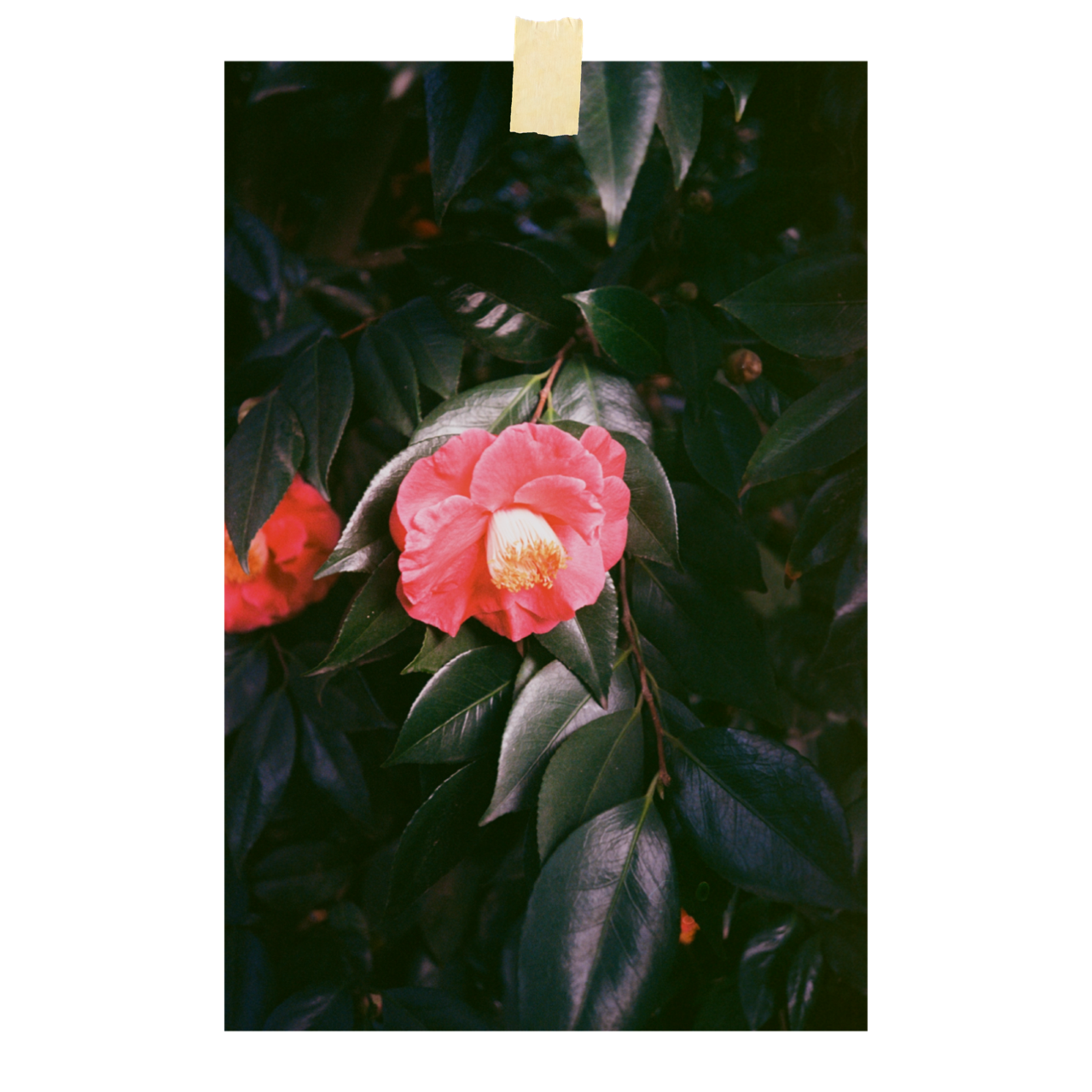 Untitled_Artwork (57).png