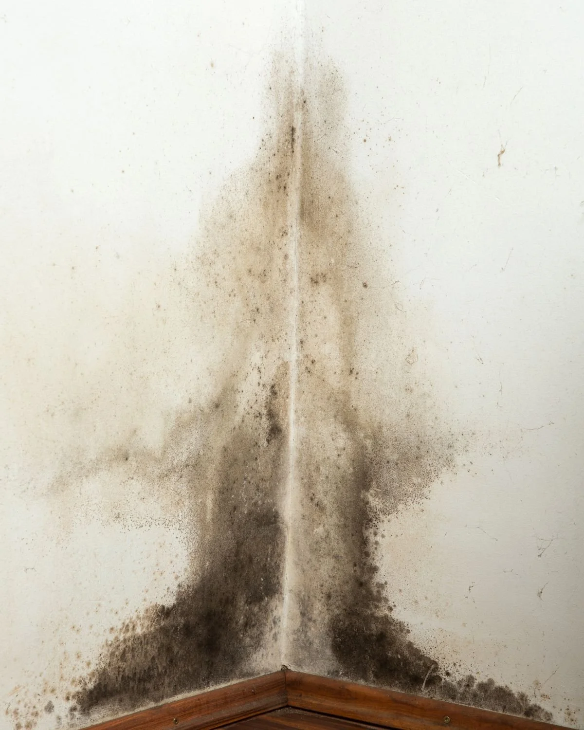 How to prevent mould in your home: simple everyday steps that work.