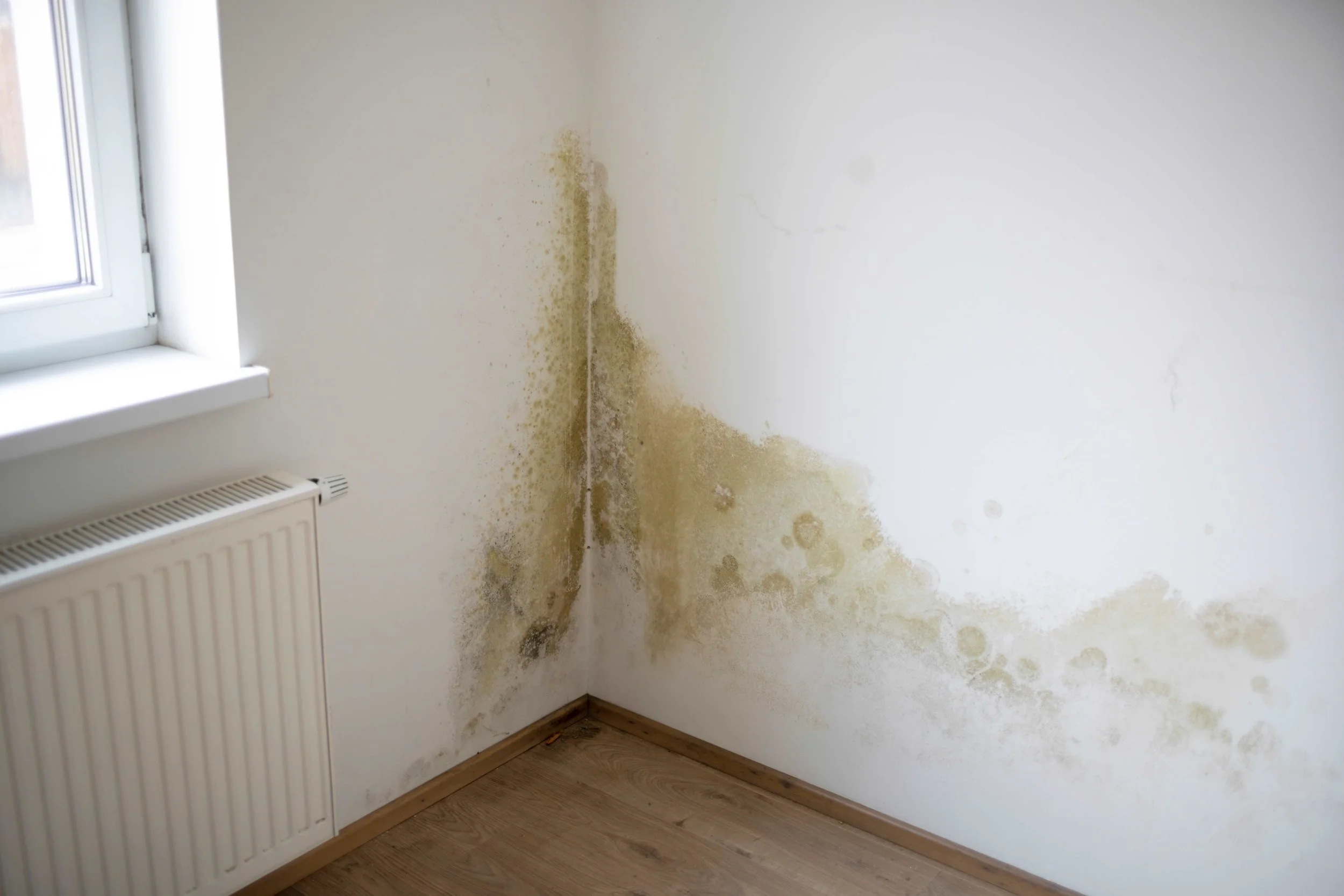How Landlords Can Protect Themselves from Mould Disputes with Tenants.