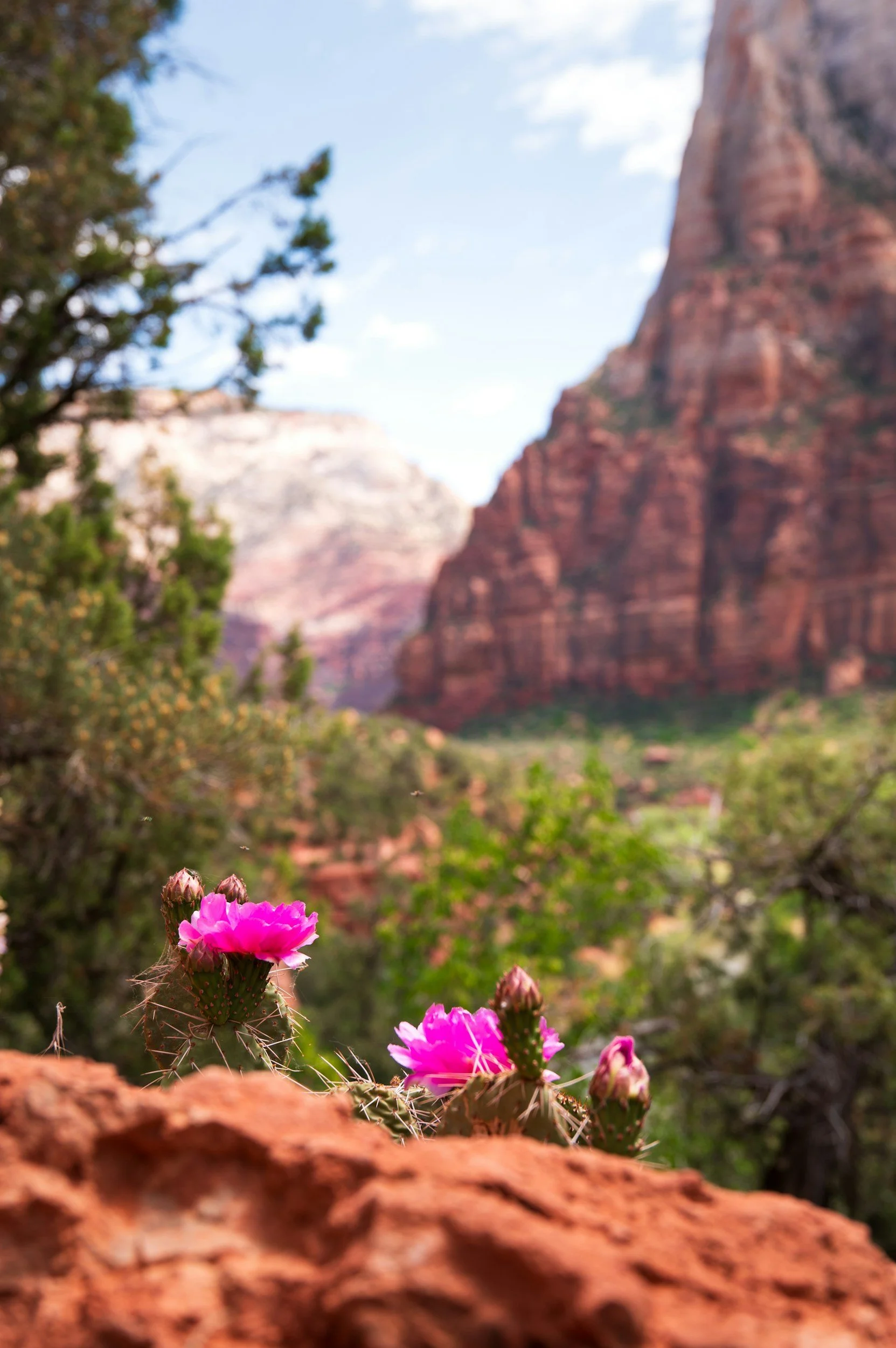Close up of a pink cactus blossom in a desert landscape.
