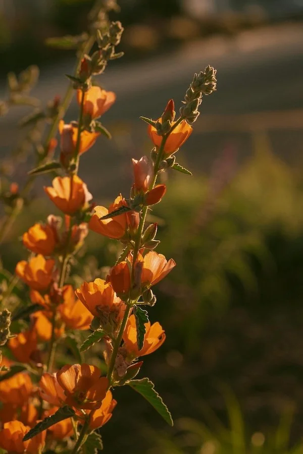 Desert globemallow wildflower blooming in natural sunlight.