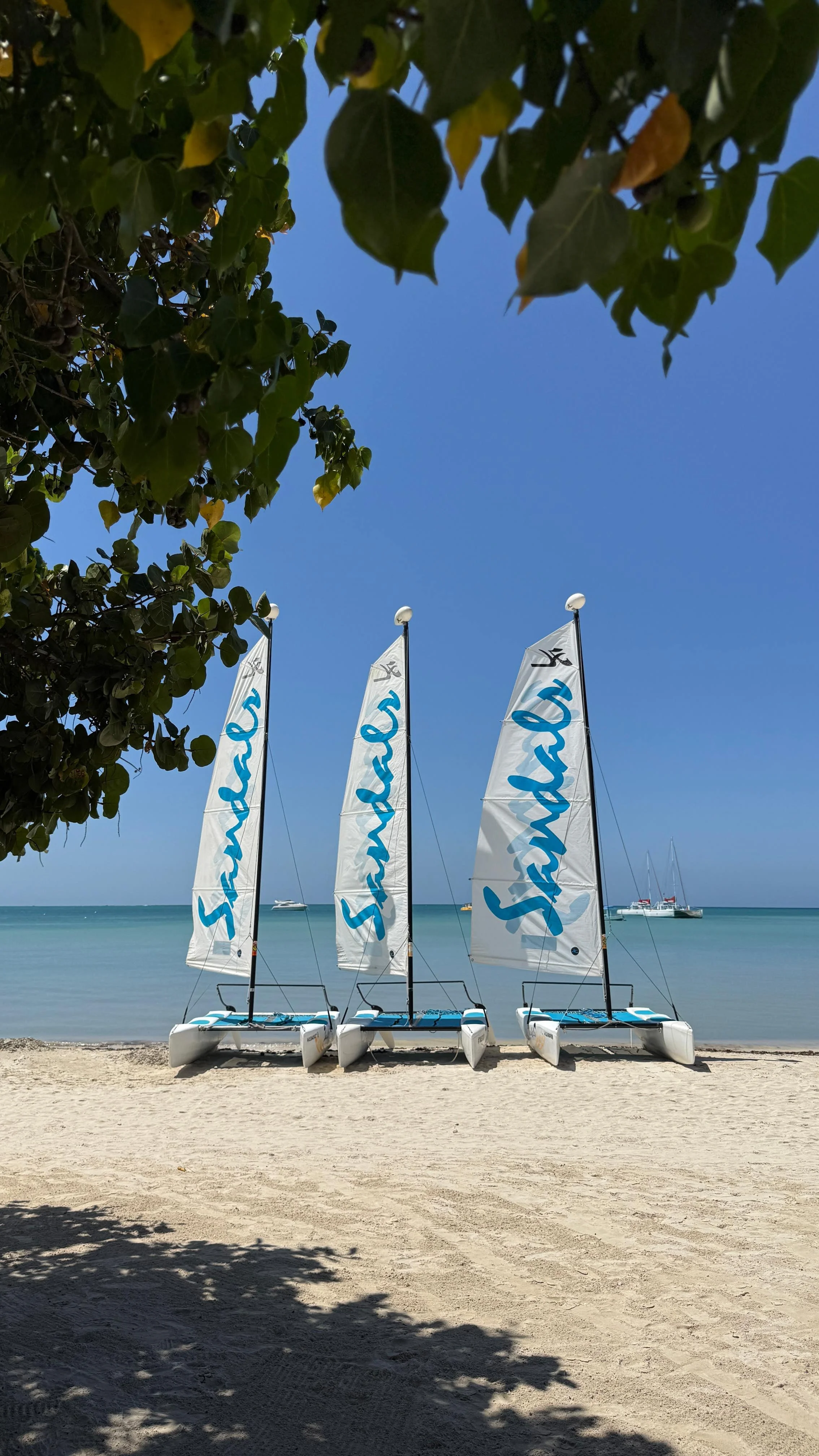 Three sailboats with white sails displaying are lined up on a sandy beach, with a calm sea and a few boats in the distance under a clear blue sky, framed by leafy green branches at the top.
