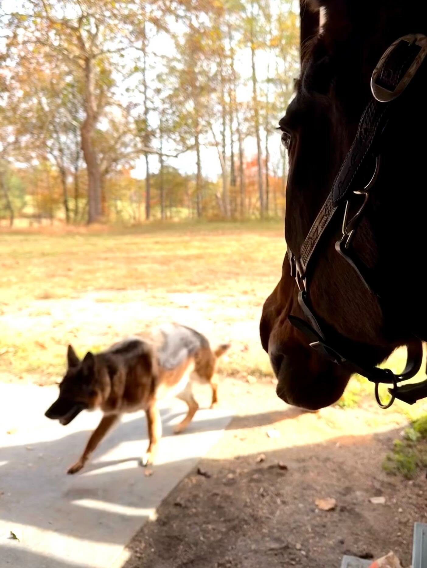 He loves dogs! 🐕 🥰 We try to be aware during MM sessions that horses can have trouble relaxing around dogs, i.e. predator/prey instinct; however, some horses will actually seek out the companionship of pups