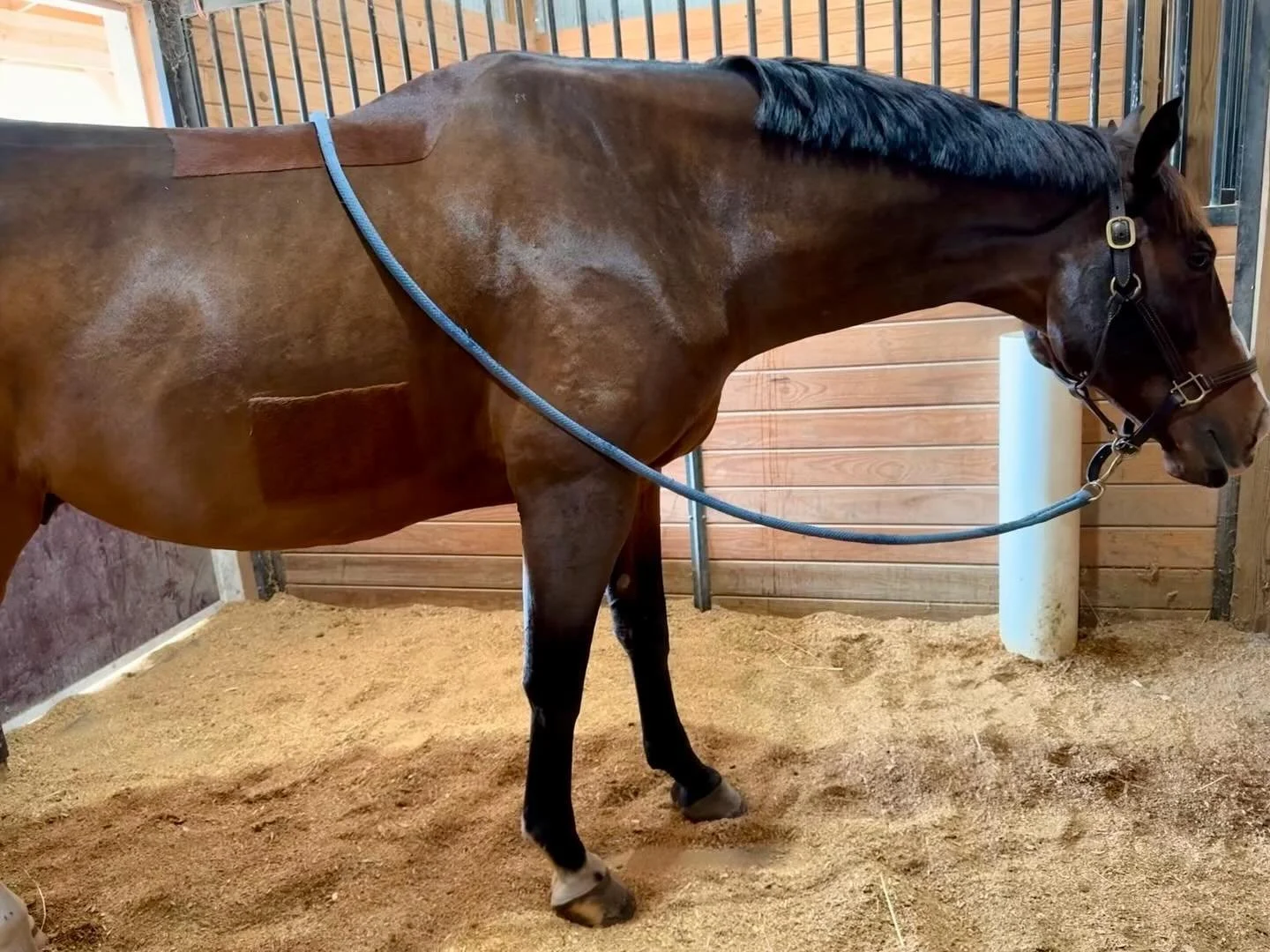 Sometimes we like to come up with silly songs during sessions: 🎶 Sweet sleepy Stanley on a Saturday sidesteppin into his stylin slumberin stance 🎶