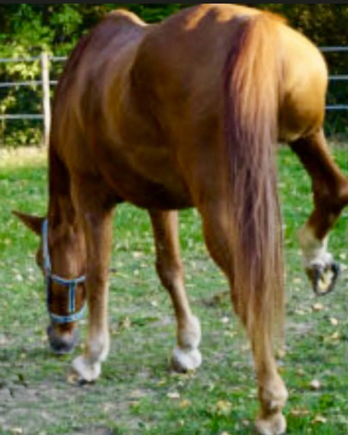 The Masterson Method addresses tension related to shivers by using non-invasive techniques that stay below the horse&rsquo;s &ldquo;bracing response&rdquo; to help the nervous system release deep, accumulated stress. While shivers is a chronic neurom