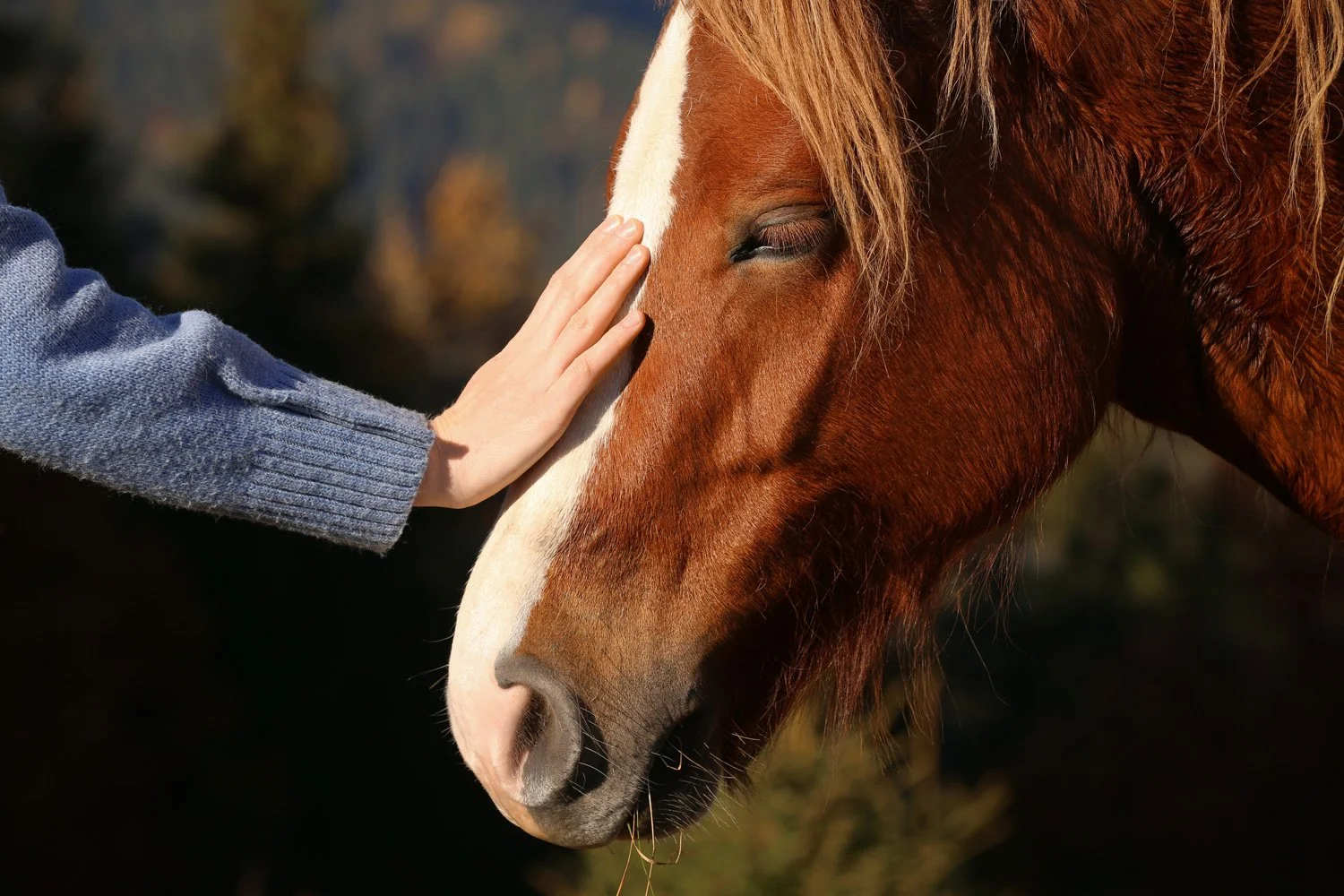 Person petting a brown horse with a white stripe on its face outdoors.