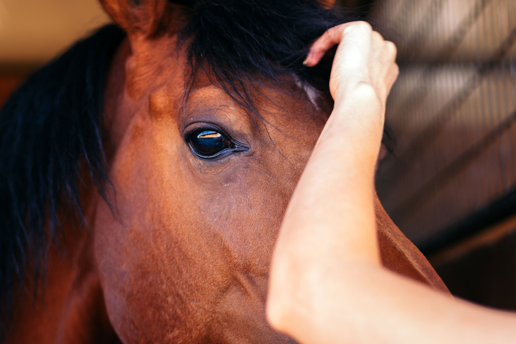 Woman touching horse's face