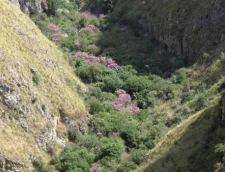 macchia con oleander.JPG