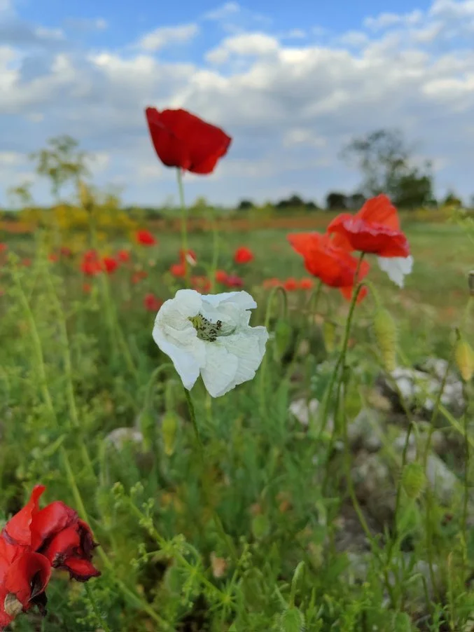 Papaver rhoeas